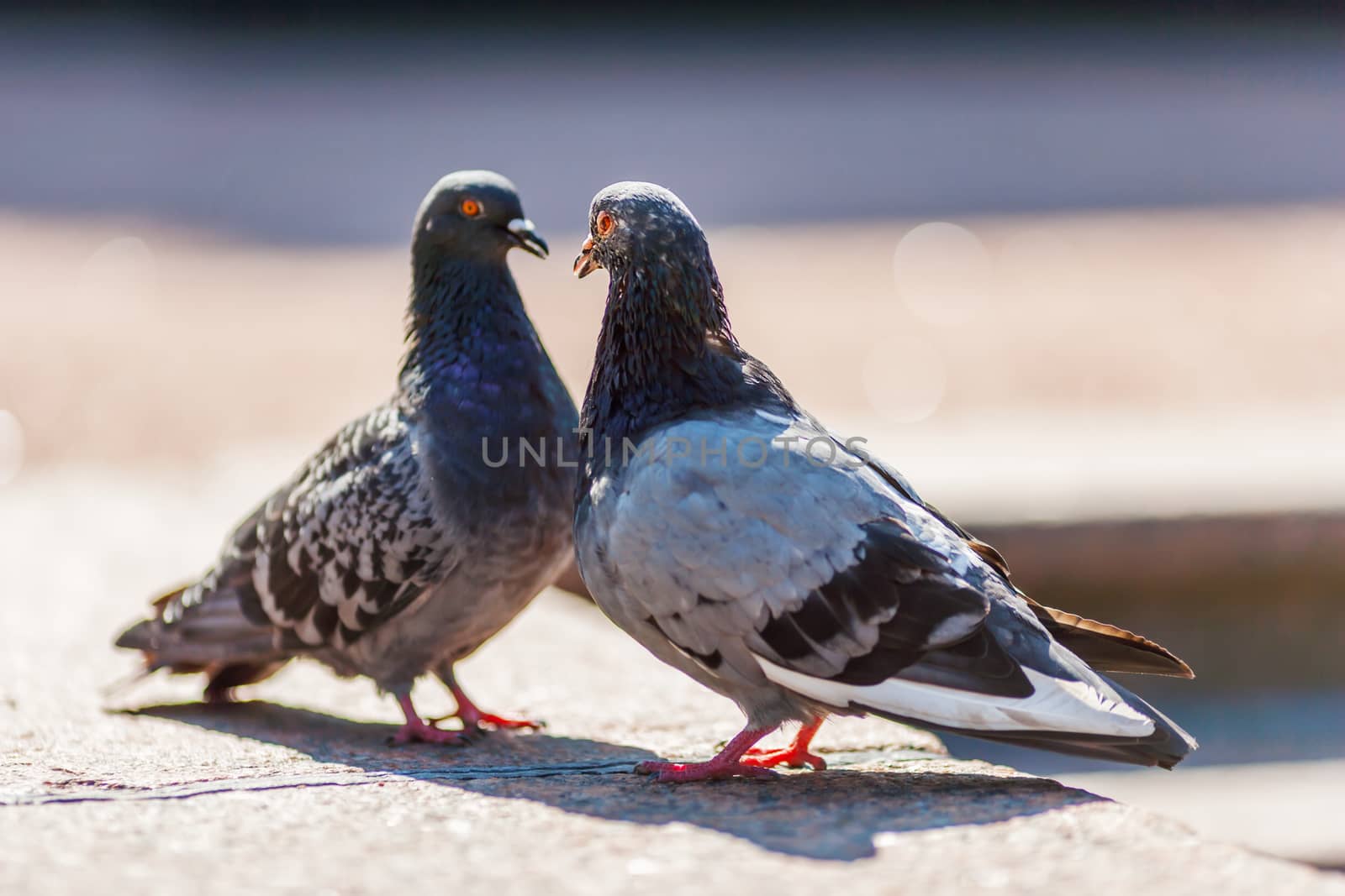 couple of pigeons in loving spring tome sunny day