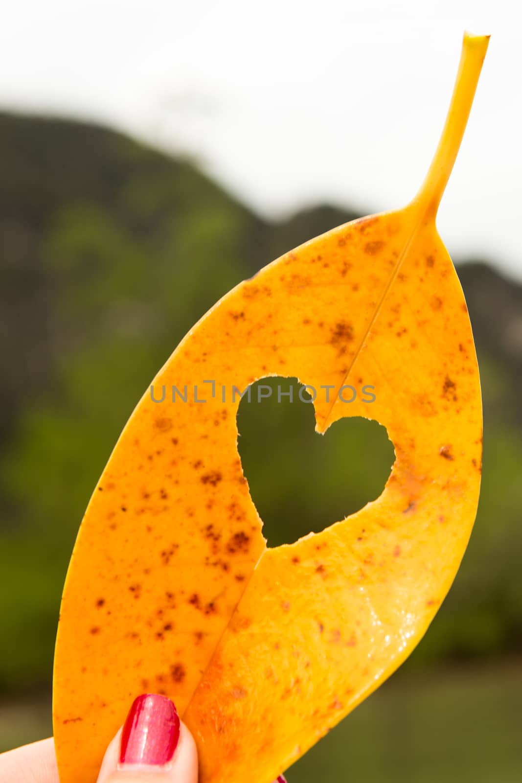 beautiful heart yellow leaf, mango love in Thailand