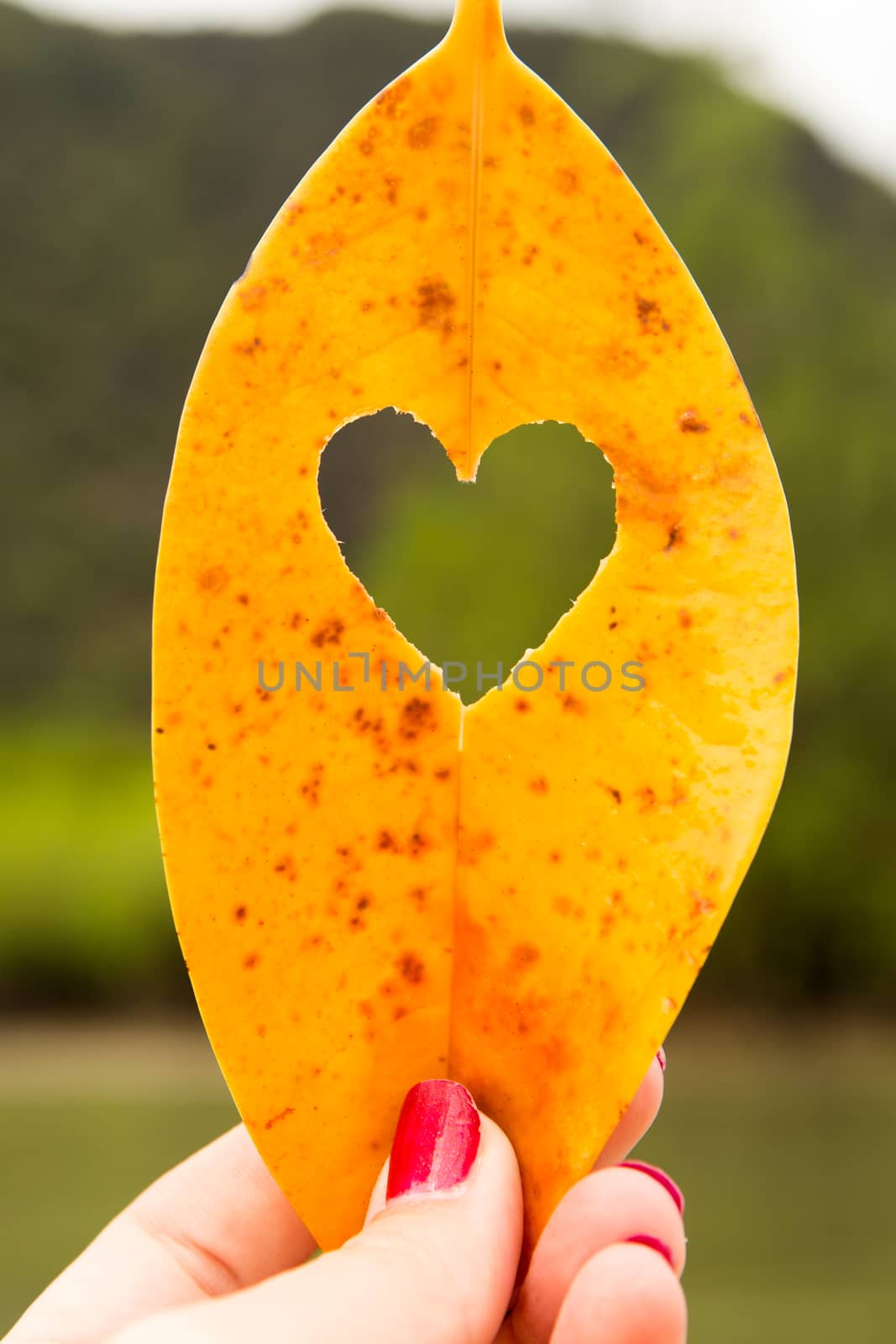 beautiful heart yellow leaf, mango love in Thailand