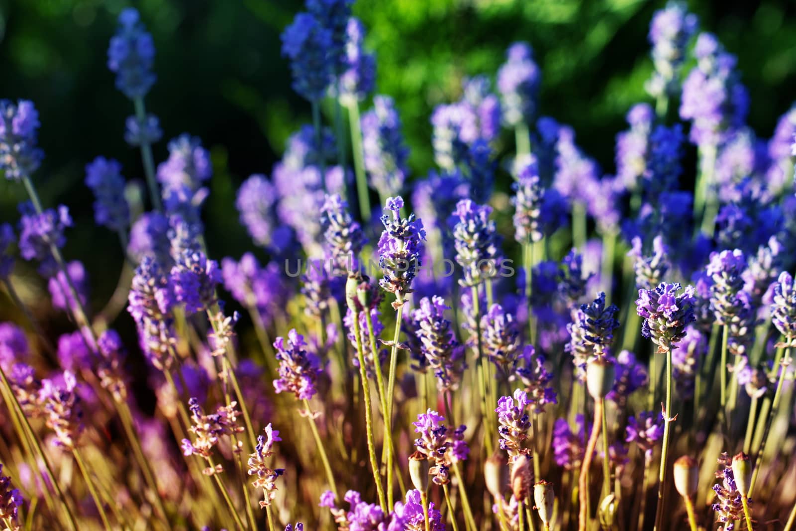 Beautiful Violet Flowers.little summer flower. Flowers In The Garden At Springtime. little purple flower. little summer flower