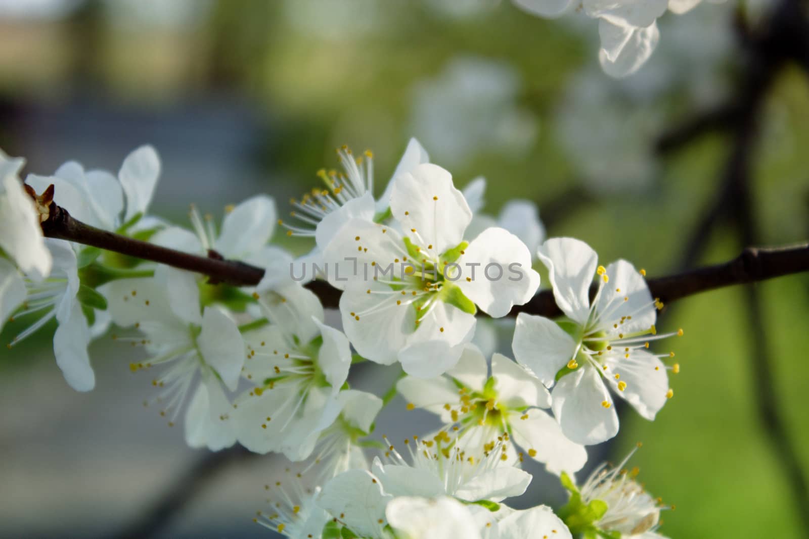 blossoming fllowers on the branches of a tree spring