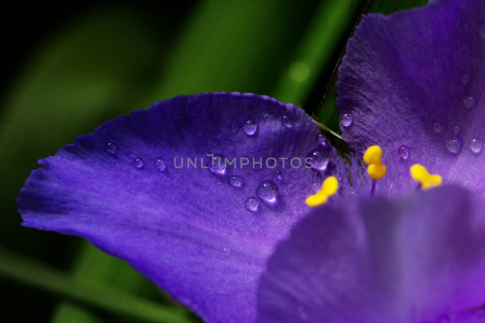 purple (violet) spring flowers with water drops. a close-up shot of droplets on a spring flower