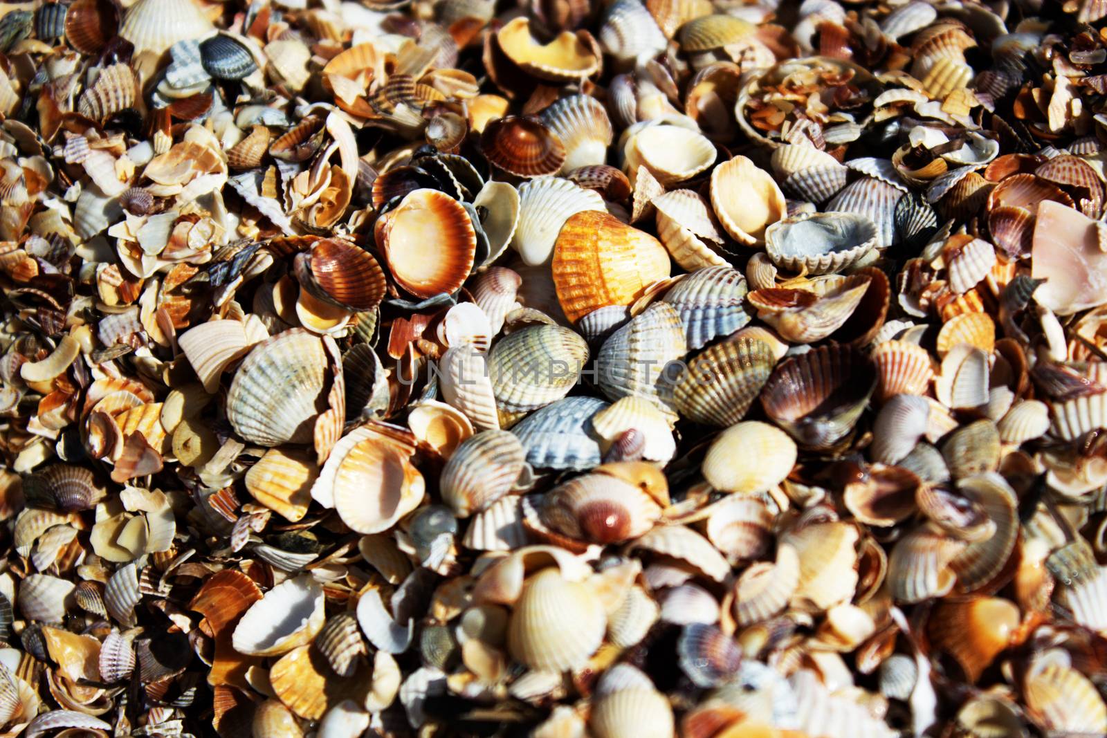 Shell on sea shore as textured background