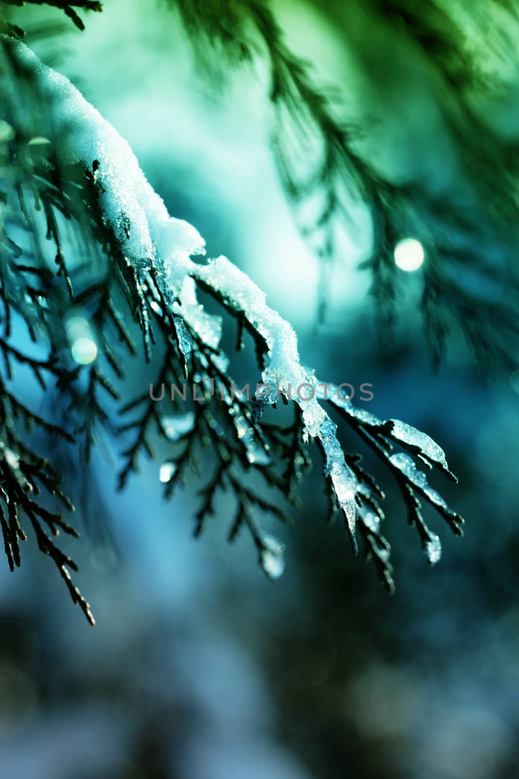 Juniper bushes in the snow. First snow. Snow in the garden on the coniferous bushes. Green juniper sprout under snow