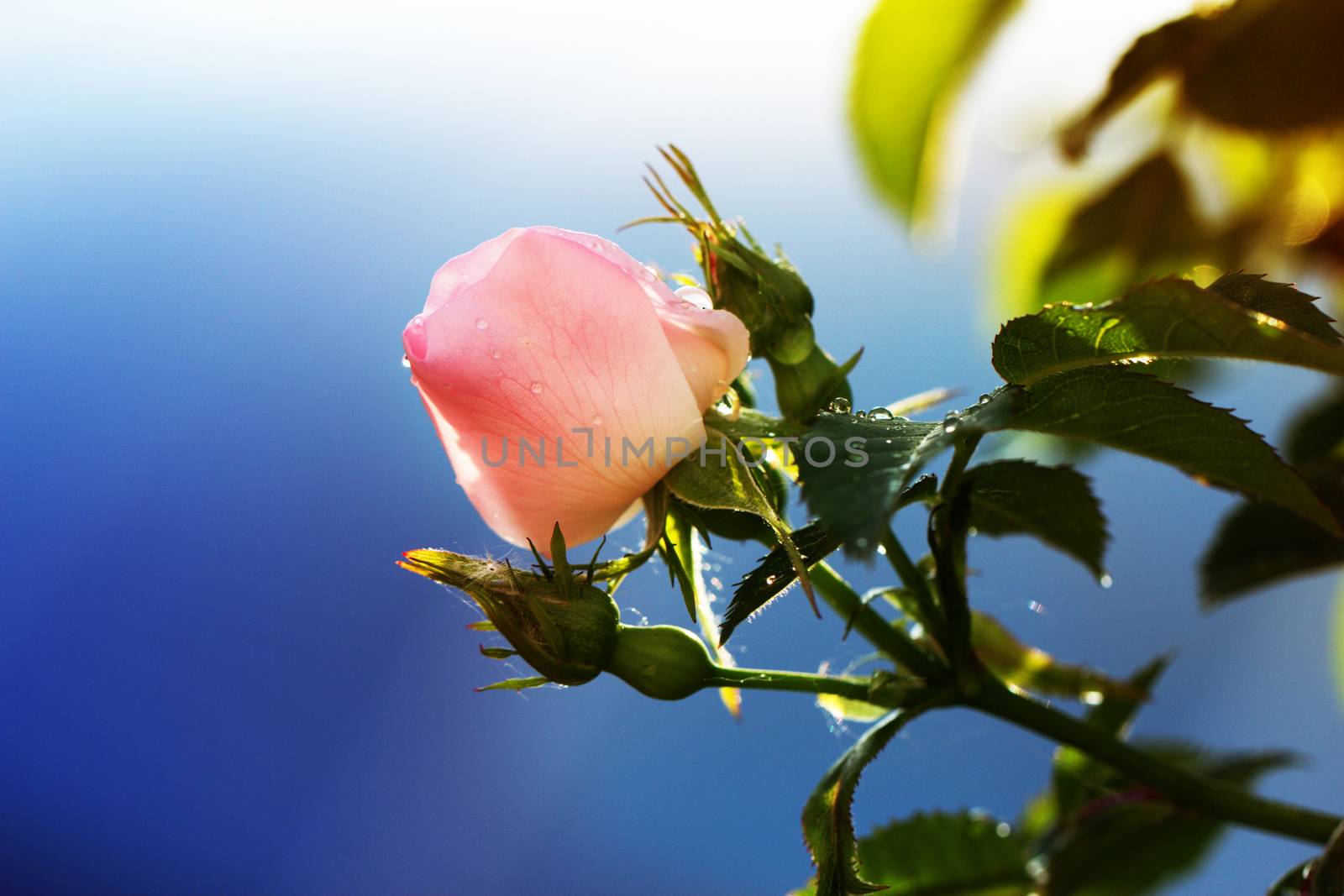blossoming rose flower in the garden.pink rose flower