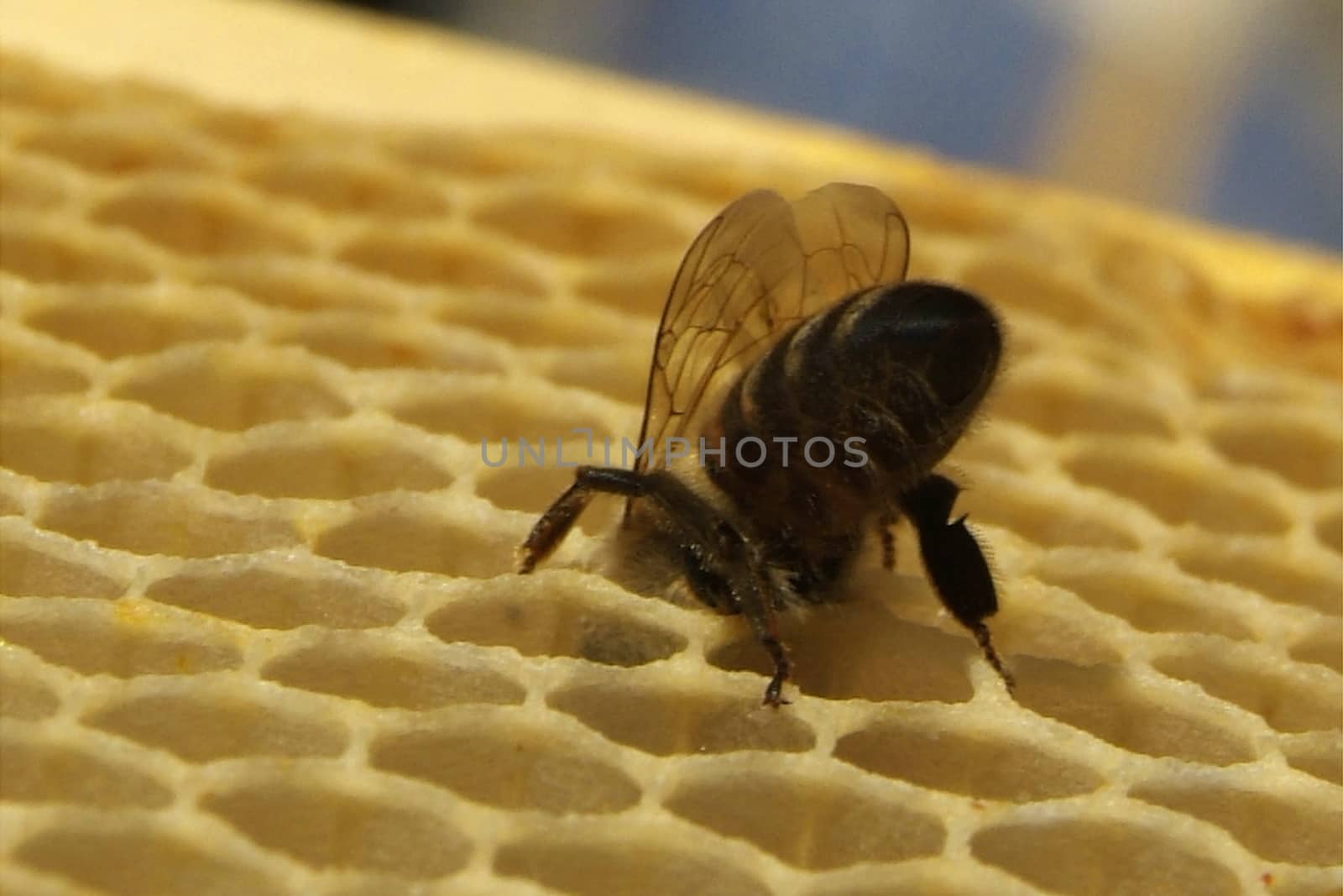 Environment in which they live and produce honey our bees friends