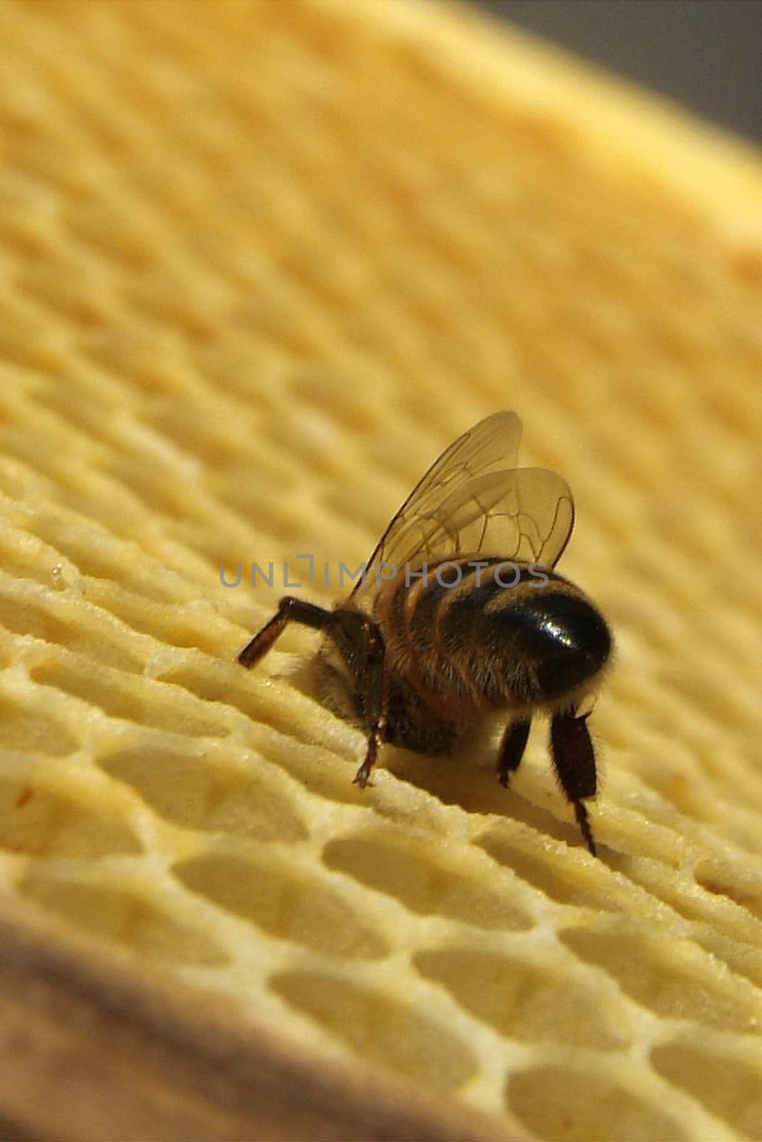 Environment in which they live and produce honey our bees friends