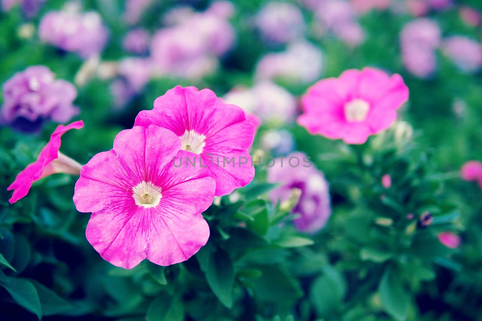 Close Up Purple flower  with Green Leaves