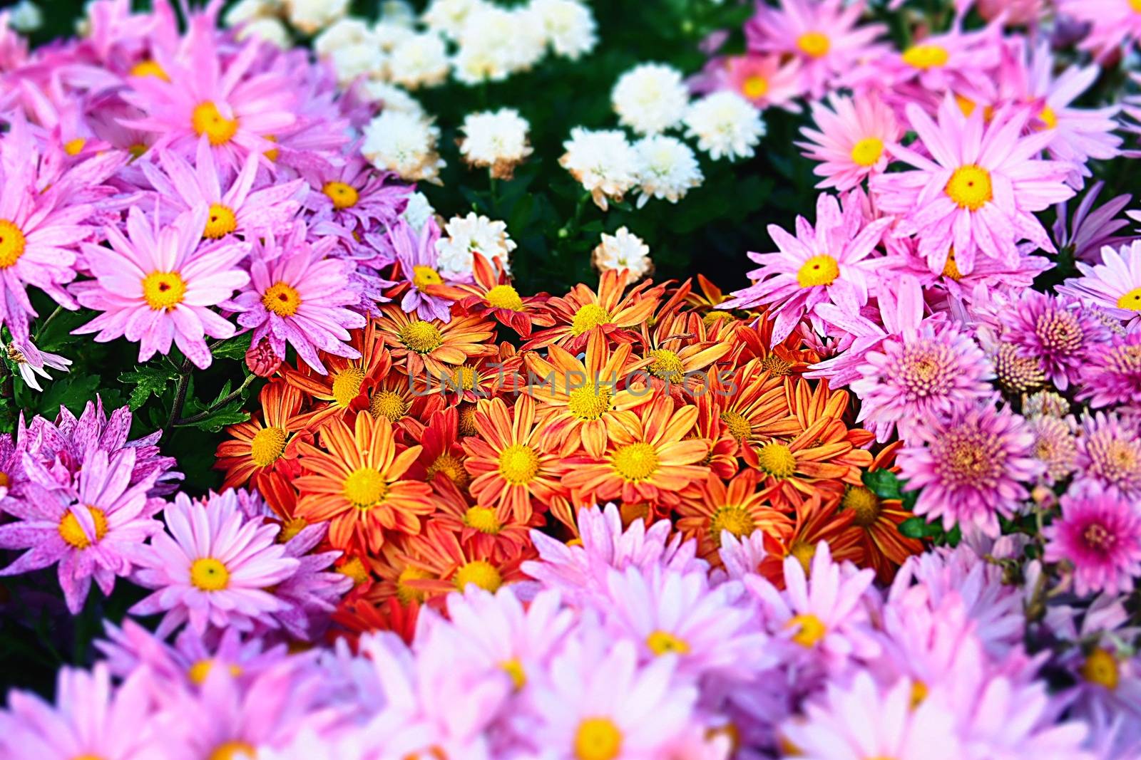 Colorful Flower Garden