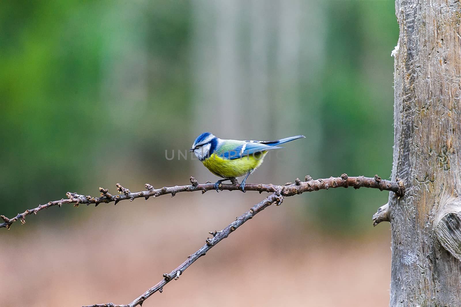 Blue Tit Bird sitting on a stump in a spring forest