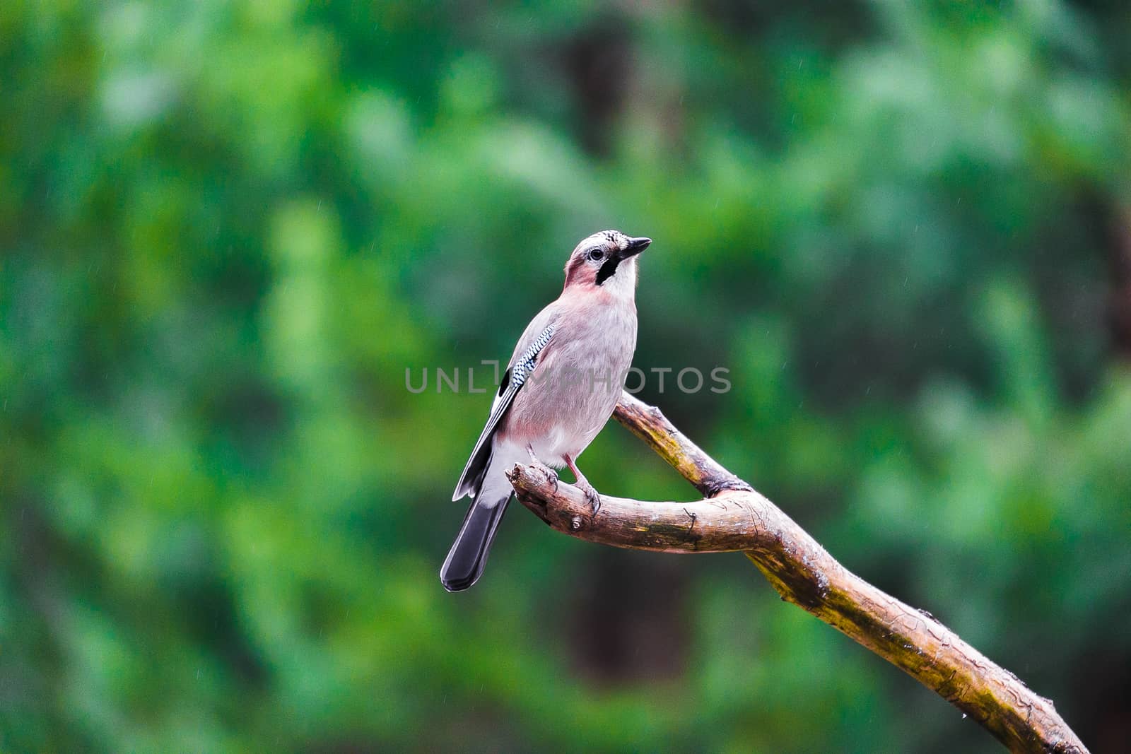 Blue Tit Bird sitting on a stump in a spring forest