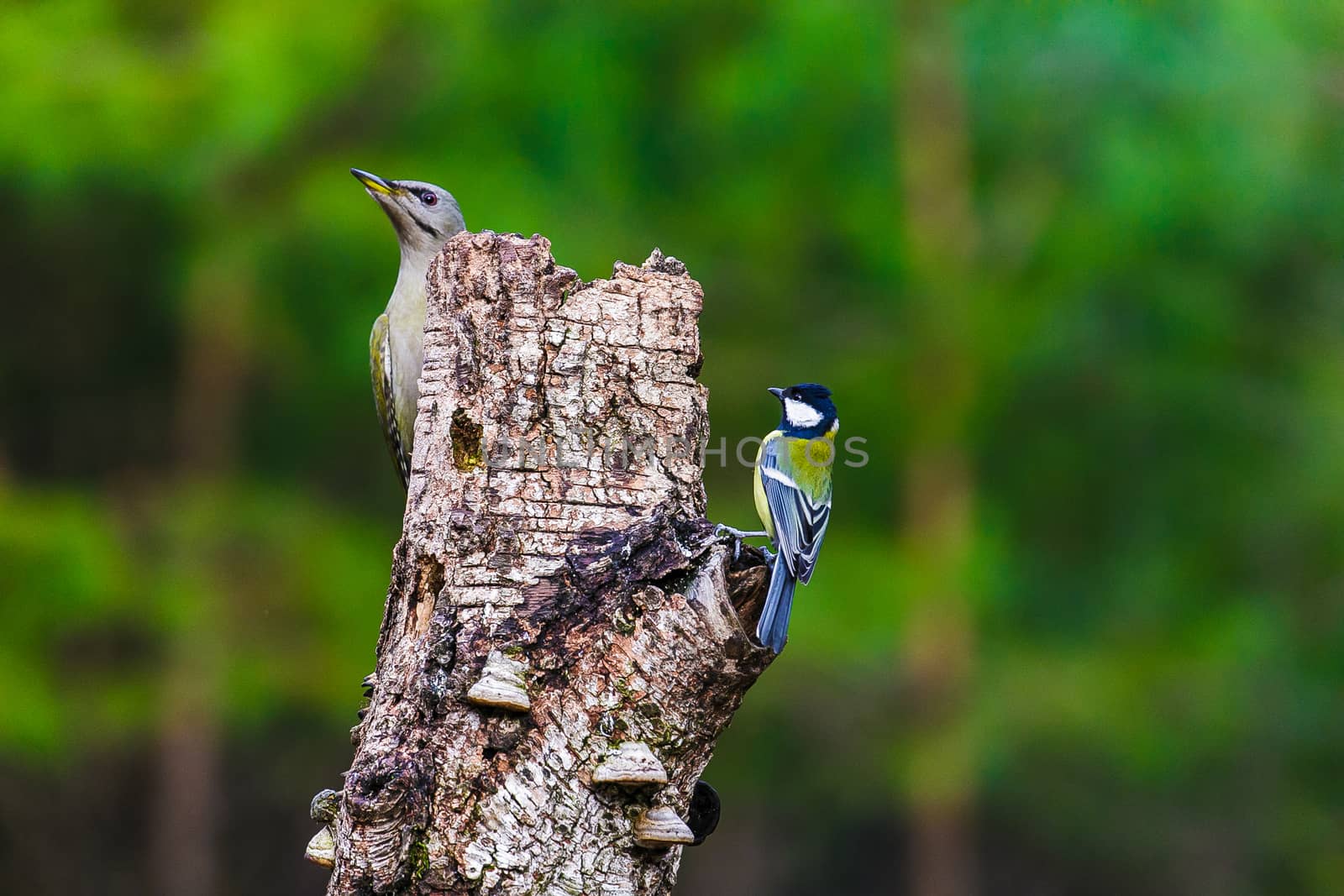 Gray-headed Woodpecker sitting on a tree stump in a spring forest