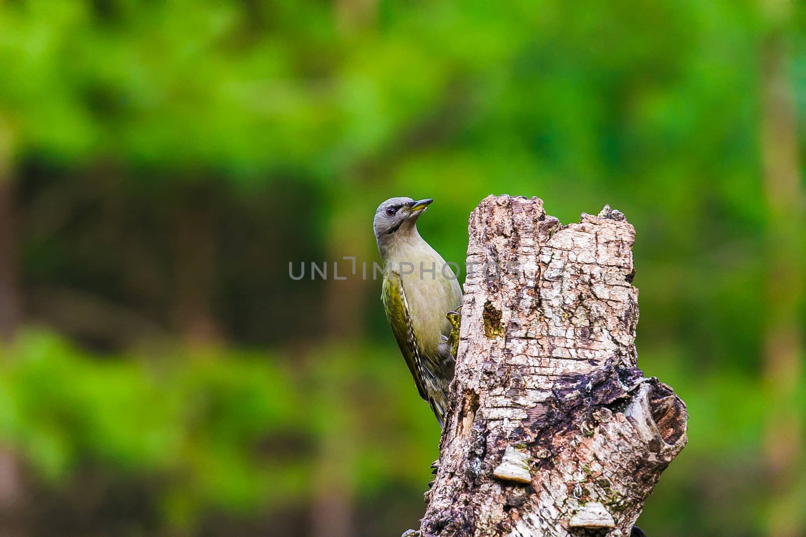 Gray-headed Woodpecker in a spring forest by Multipedia