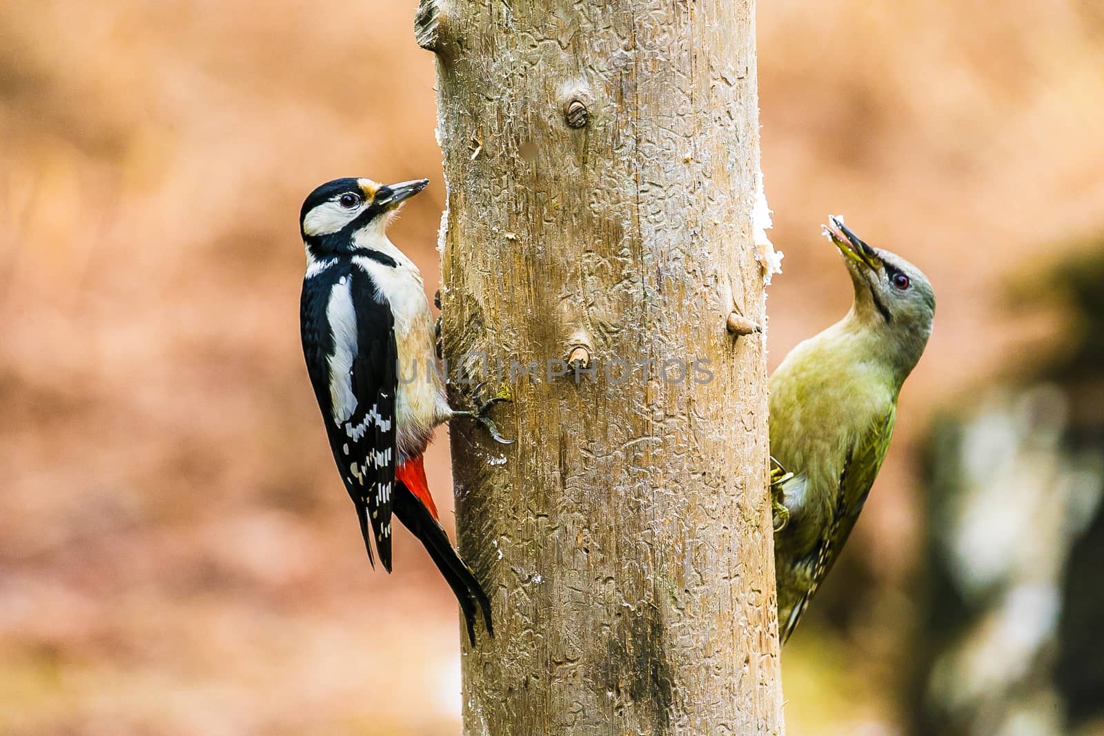 Great Spotted and gray-headed Woodpeckers in a spring forest by Multipedia
