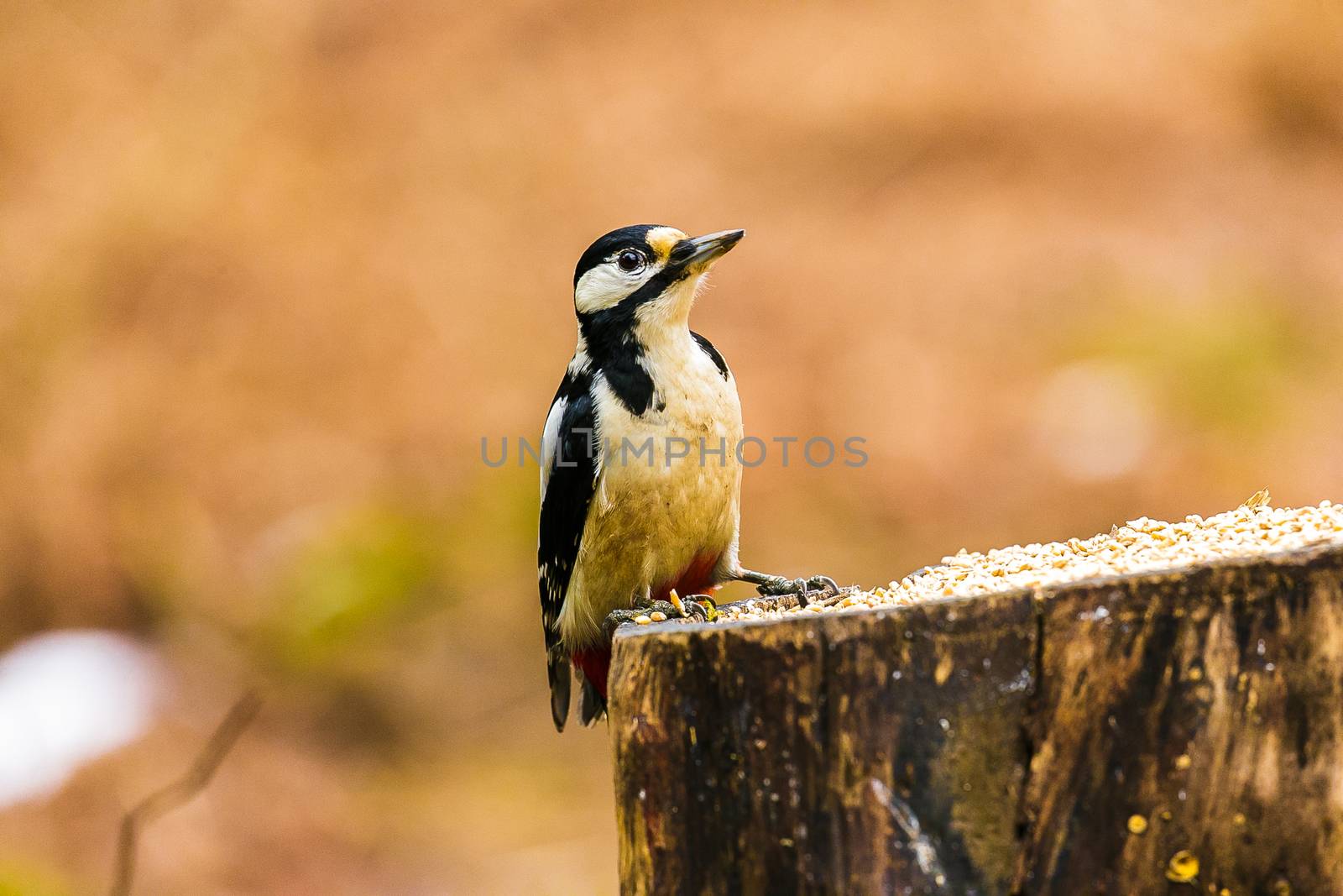 Great Spotted Woodpecker sitting on a stump in a forest