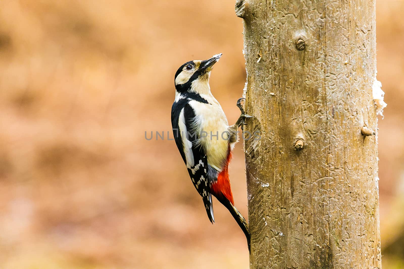 Great Spotted Woodpecker sitting on a tree in a spring forest