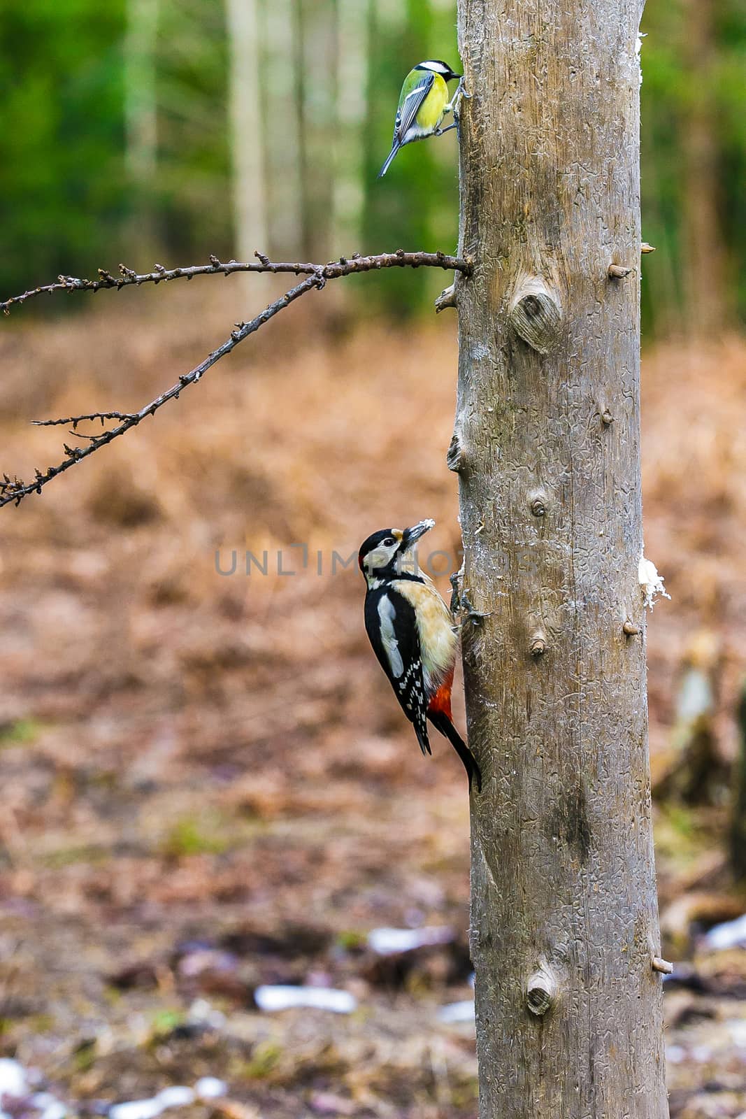 Great Spotted Woodpecker sitting on a tree in a spring forest