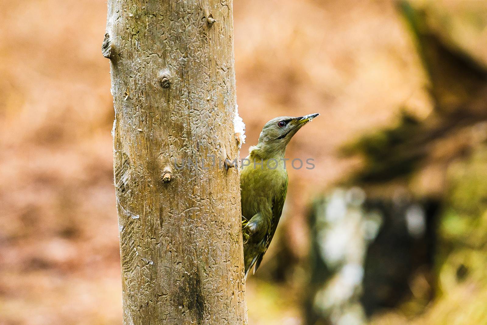 Gray-headed Woodpecker in a spring forest by Multipedia