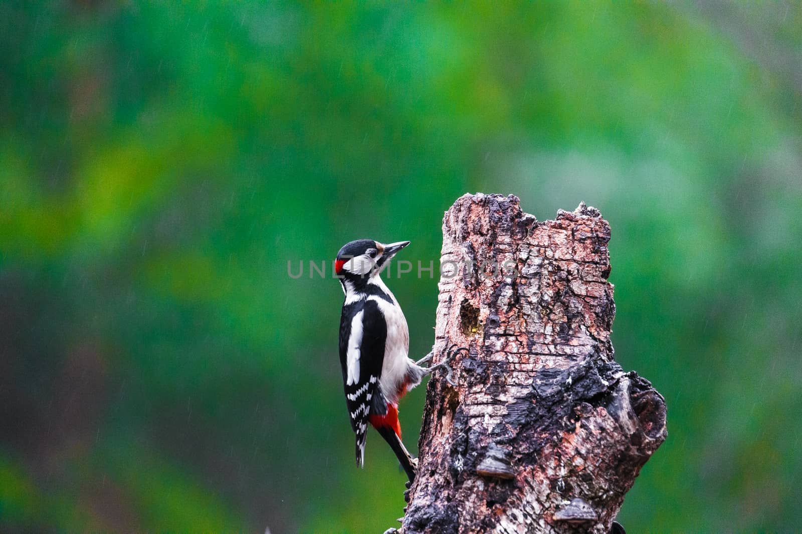 Great Spotted Woodpecker in a spring forest by Multipedia