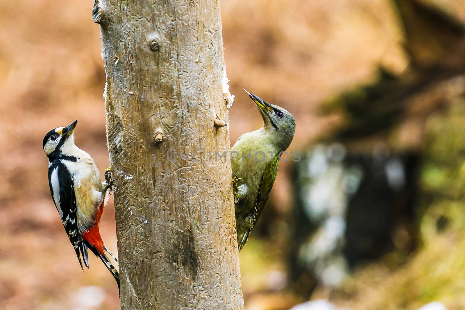 Great Spotted and gray-headed Woodpeckers in a spring forest by Multipedia