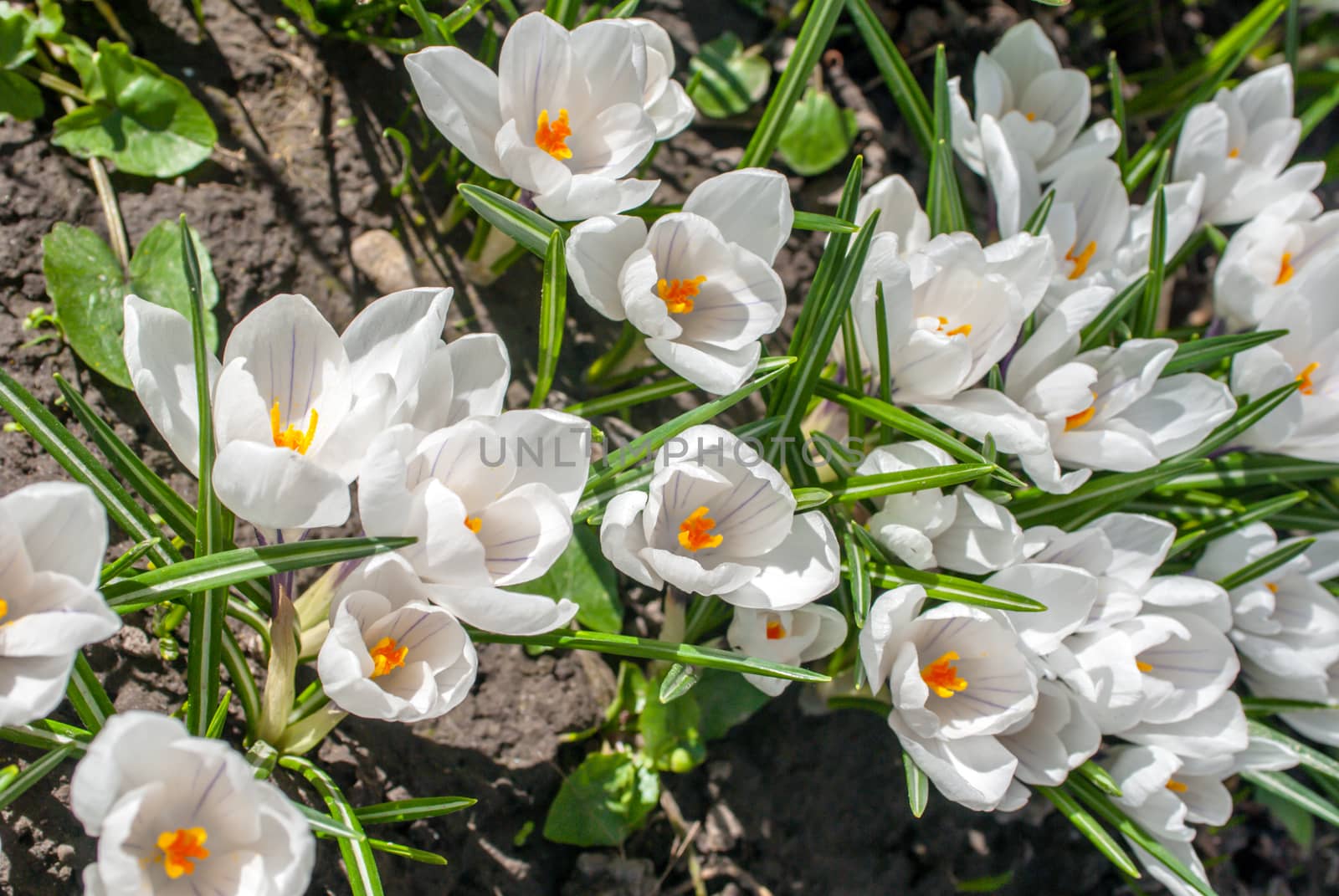 blossoming white crocuses in spring garden, selective focus by uvisni