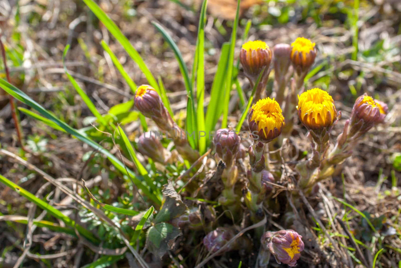 tussilago farfara, selective focus by uvisni