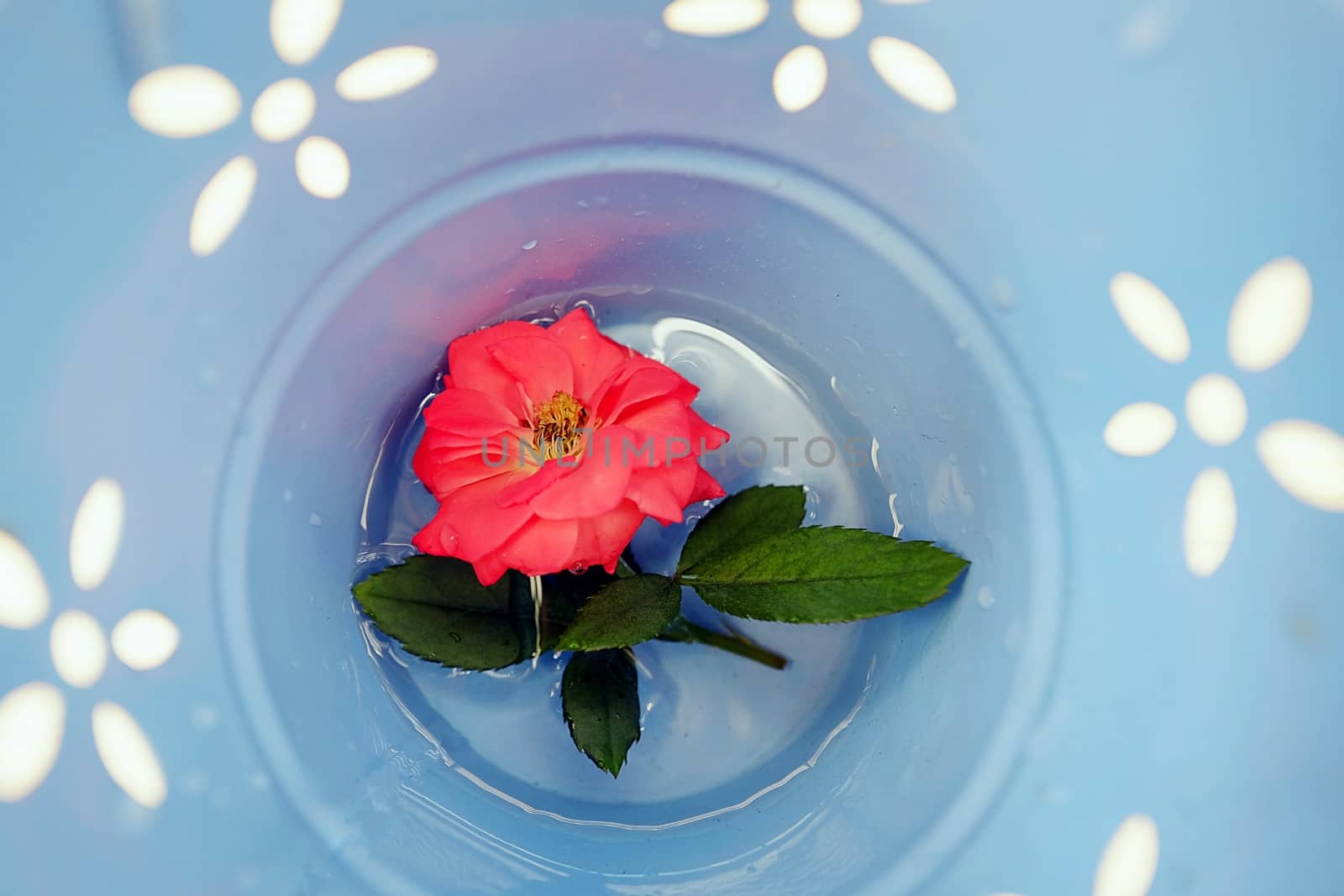 Red Rose in The Blue Pot