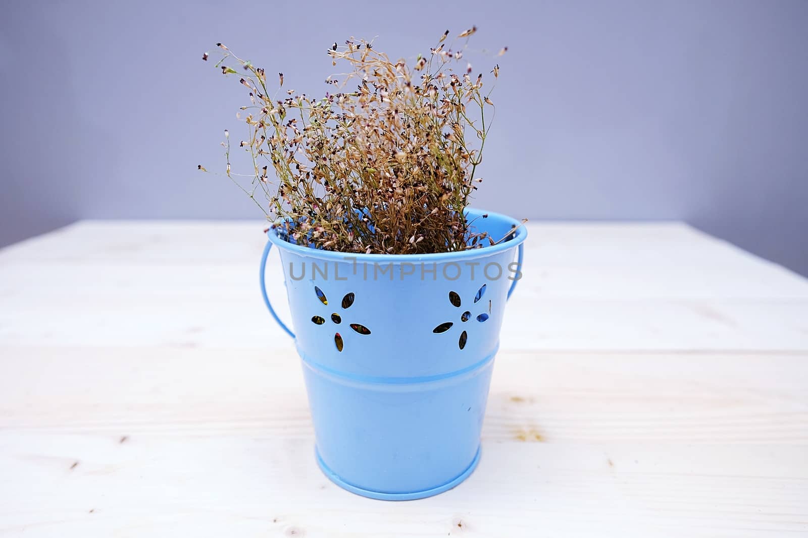 Dry Baby's Breath Flower in The Blue Pot by aonip