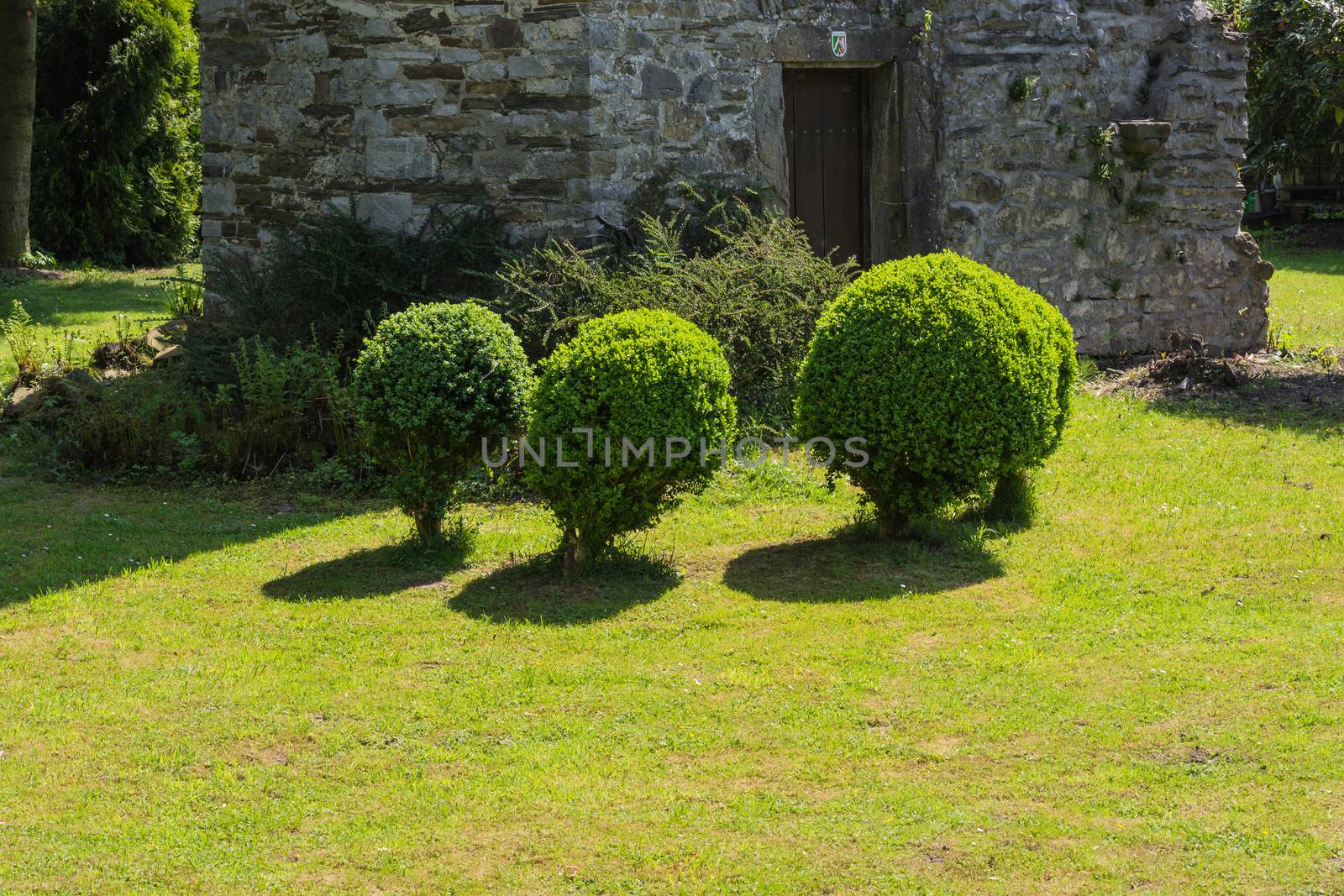 Arborvitae Thuja cut in shape on a meadow.
