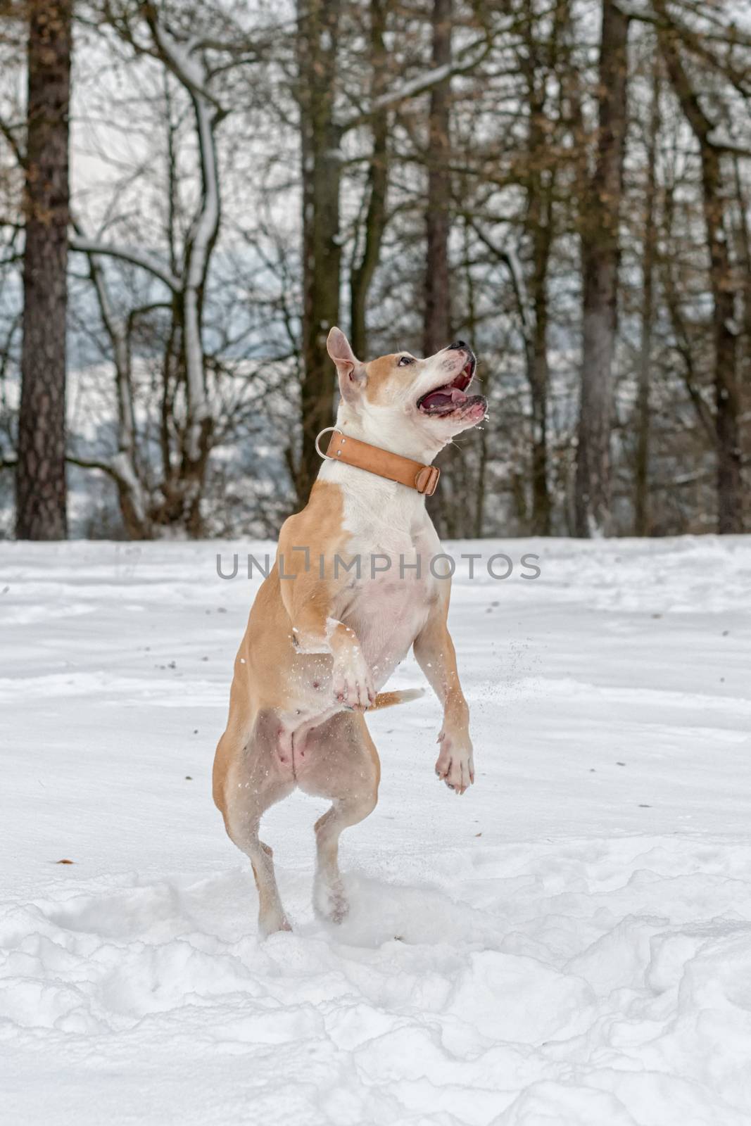 Staffordshire bull terrier in the jump on a snow