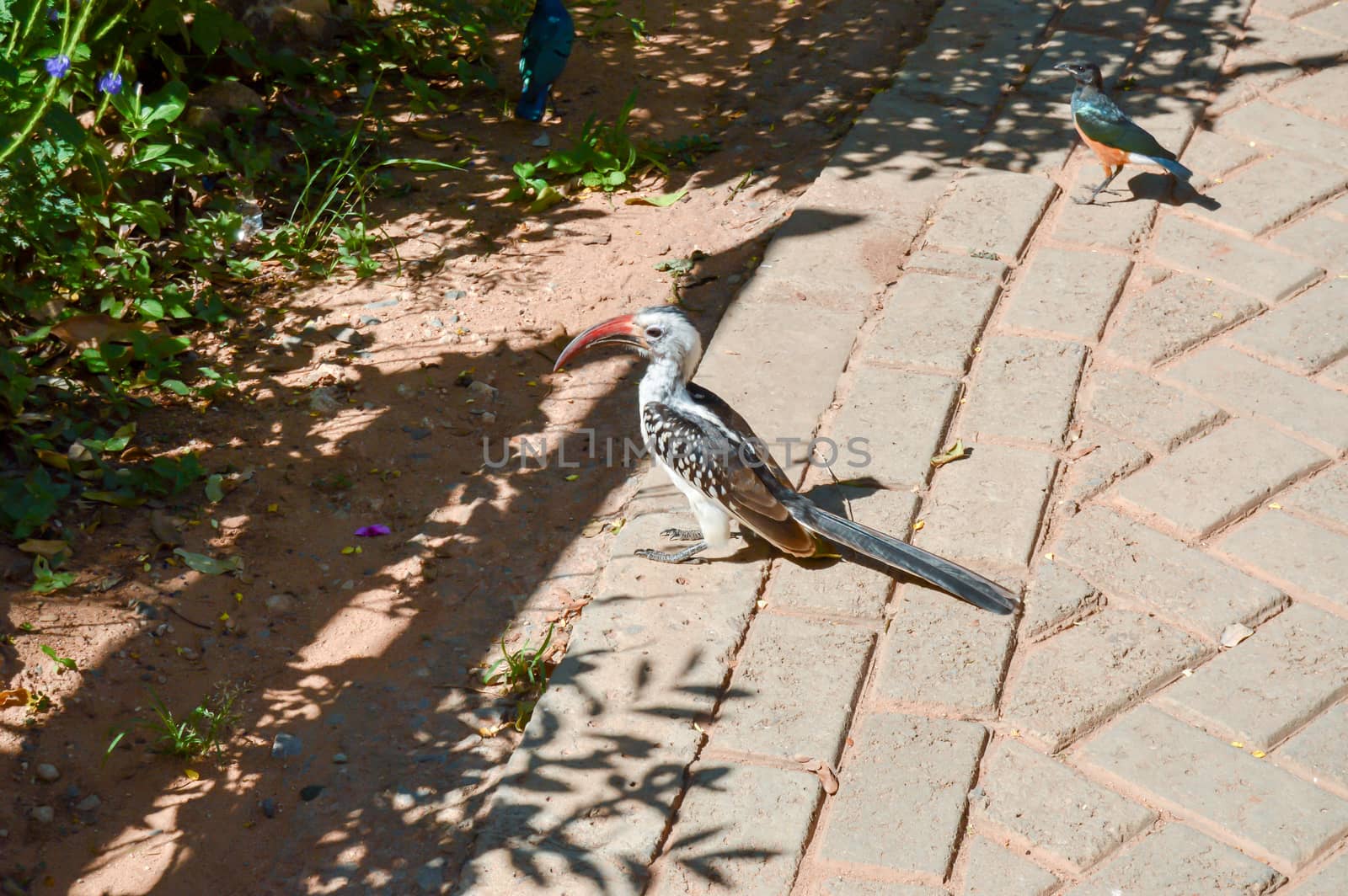 Hornbill and a blue bird on a paving soil near the savanna of Tsavo West Park in Kenya