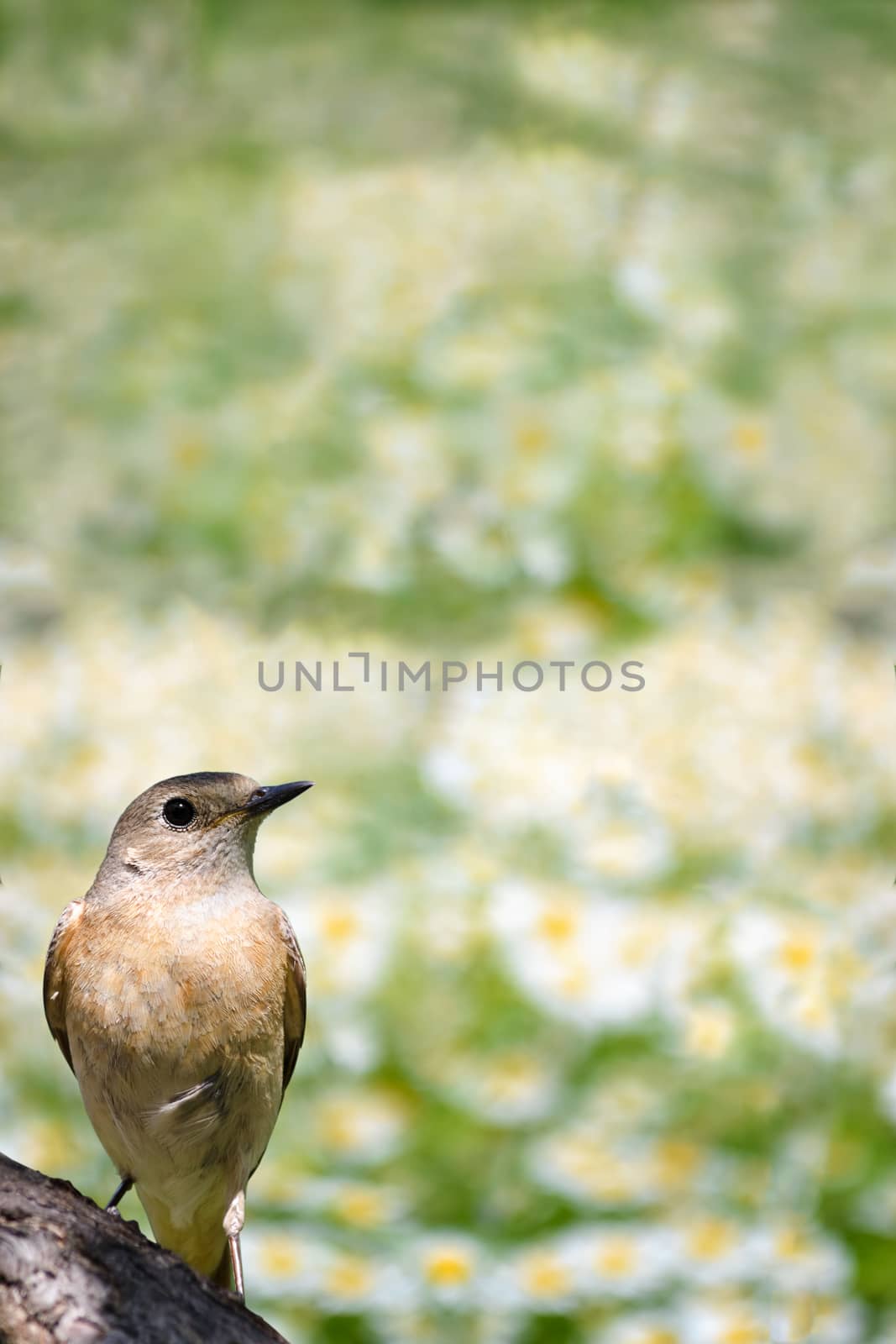 Spring nature flower background with bird, a female Redstart. Selective focus.