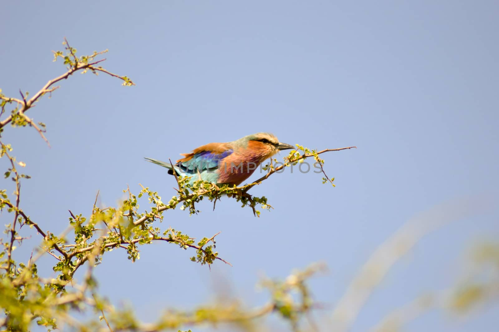 Roller with long strands on a tree in the savannah of Tsavo West park in Kenya