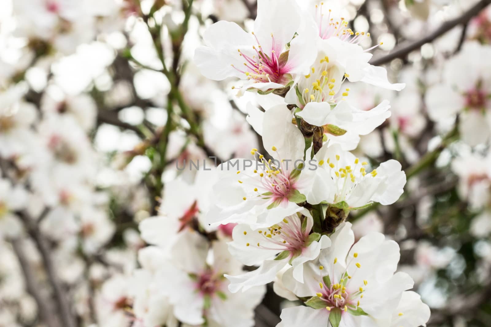 The beautiful flowers of the Sicilian almond