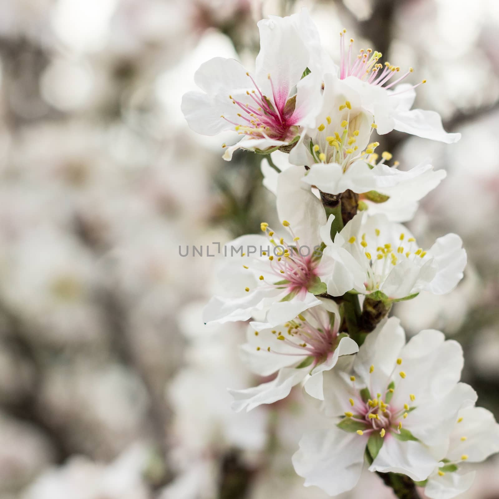 The beautiful flowers of the Sicilian almond