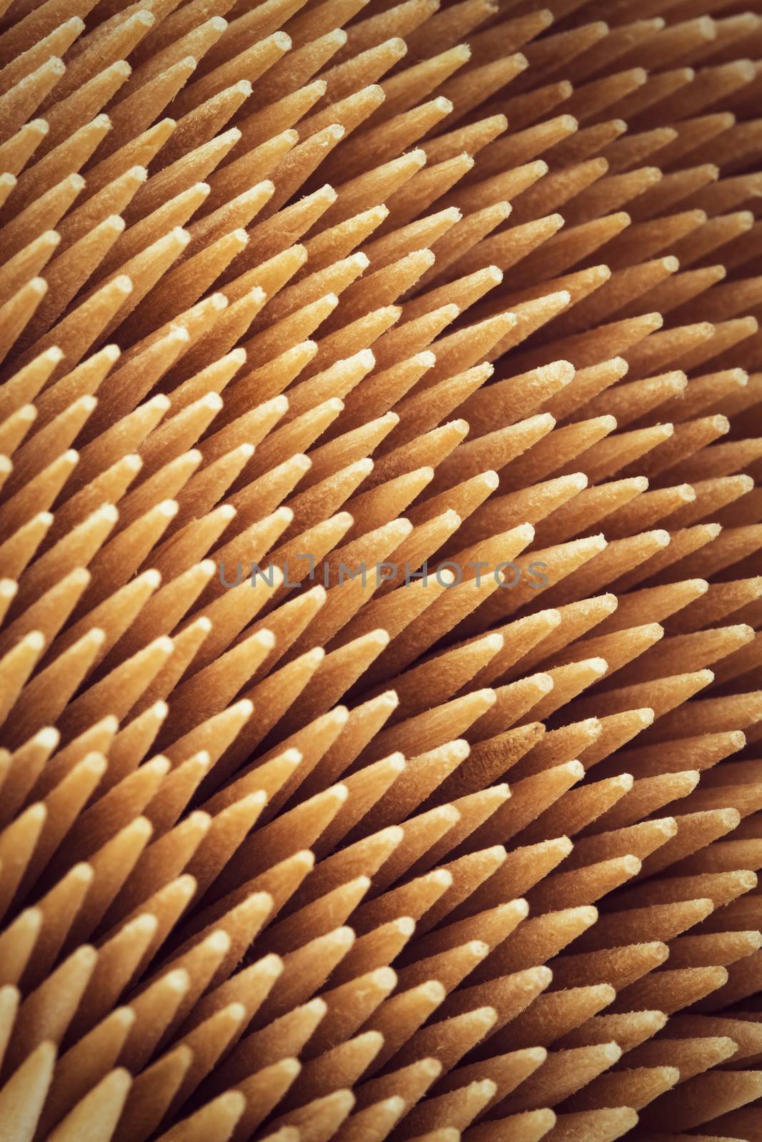 abstract background or texture Beech thin pointed needles