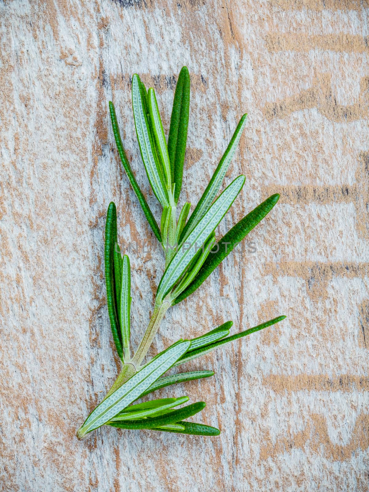 Closeup branch of fresh rosemary on shabby wooden background for seasoning concept.