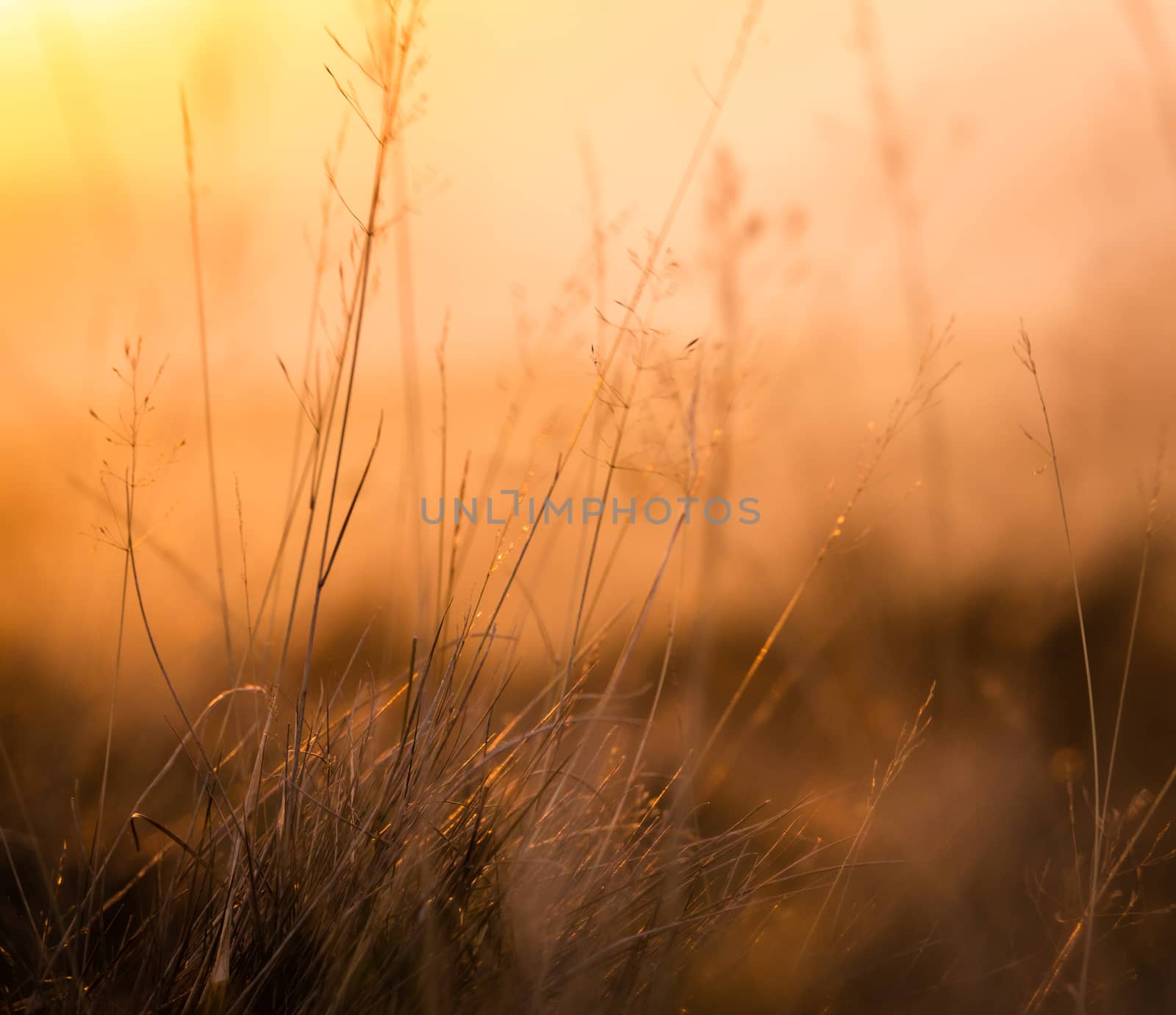 Retro Vintage Background Texture Of Shallow Focus Meadow Grass At Sunset