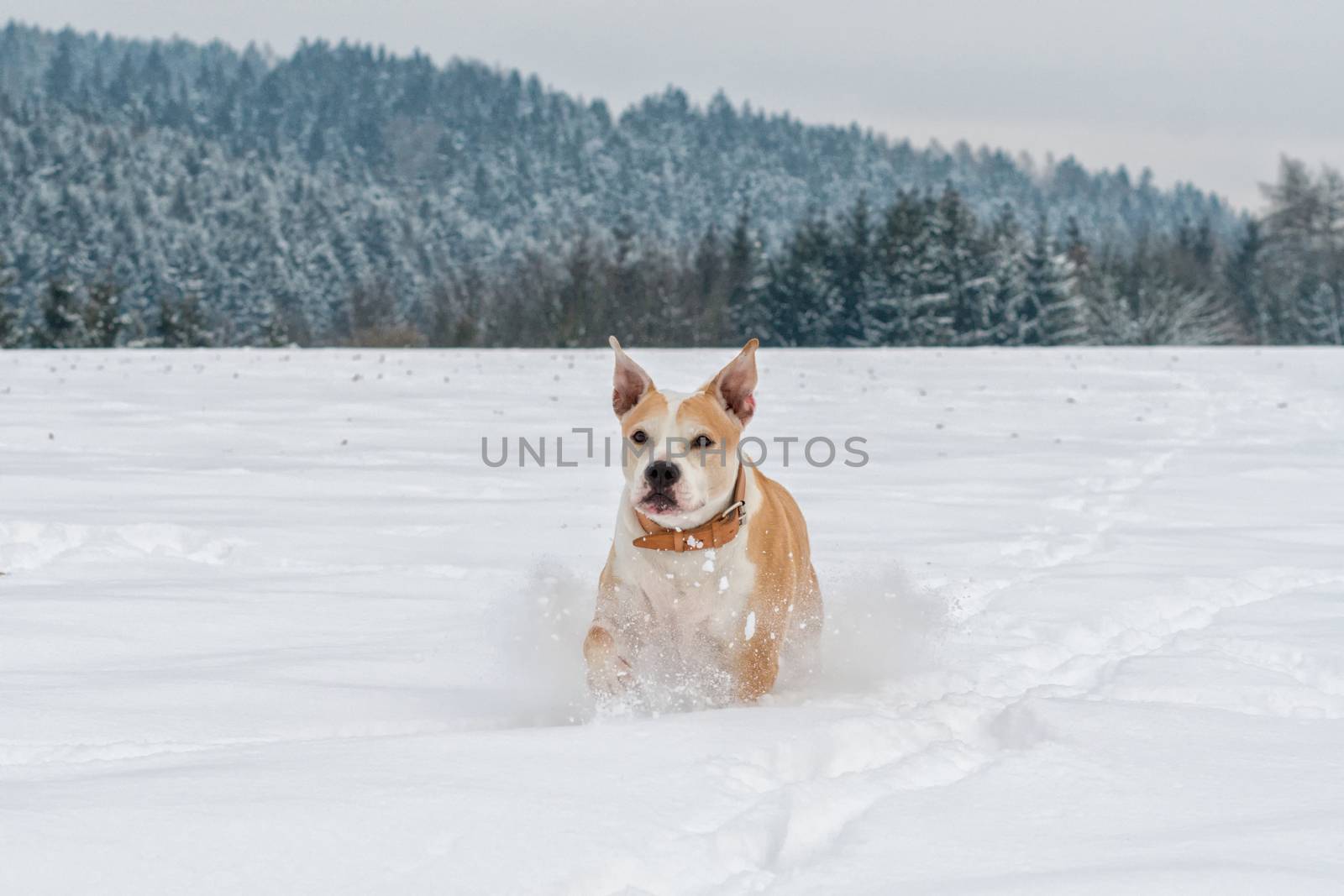 Running staffordshire bull terrier in a snow