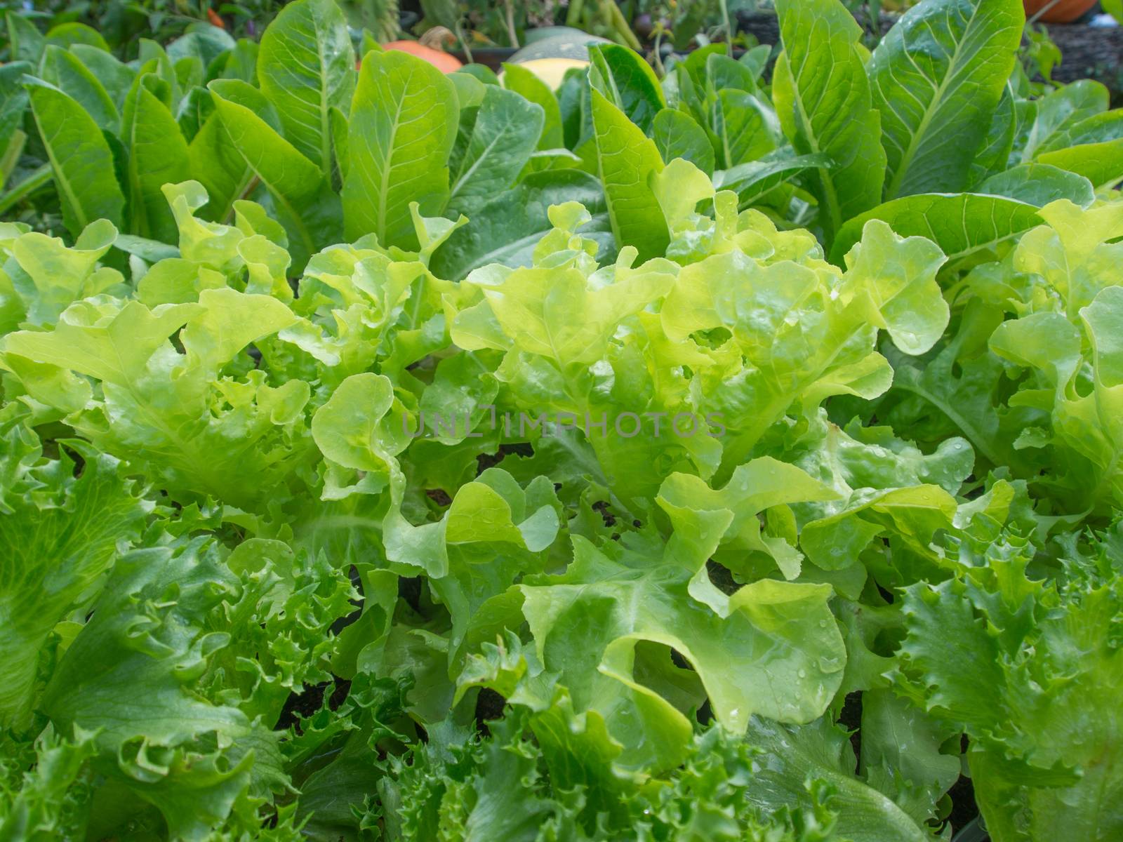 Lettuce In the plots