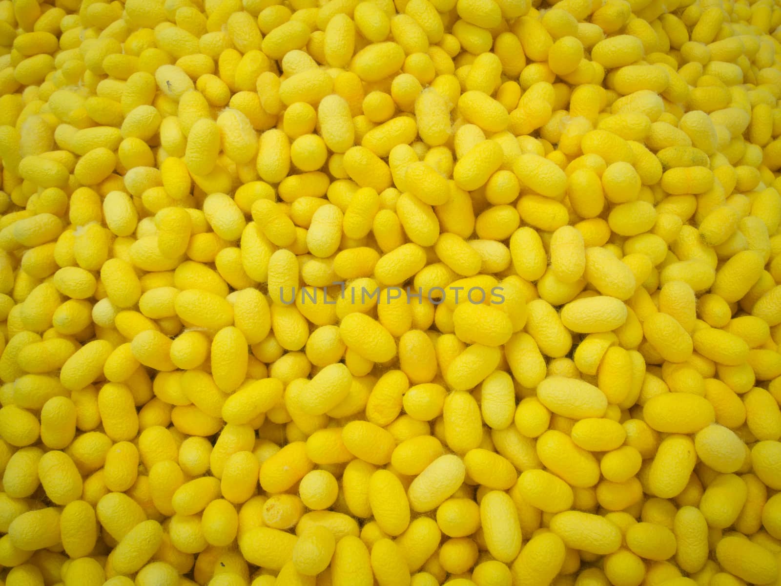 silkworms cocoon