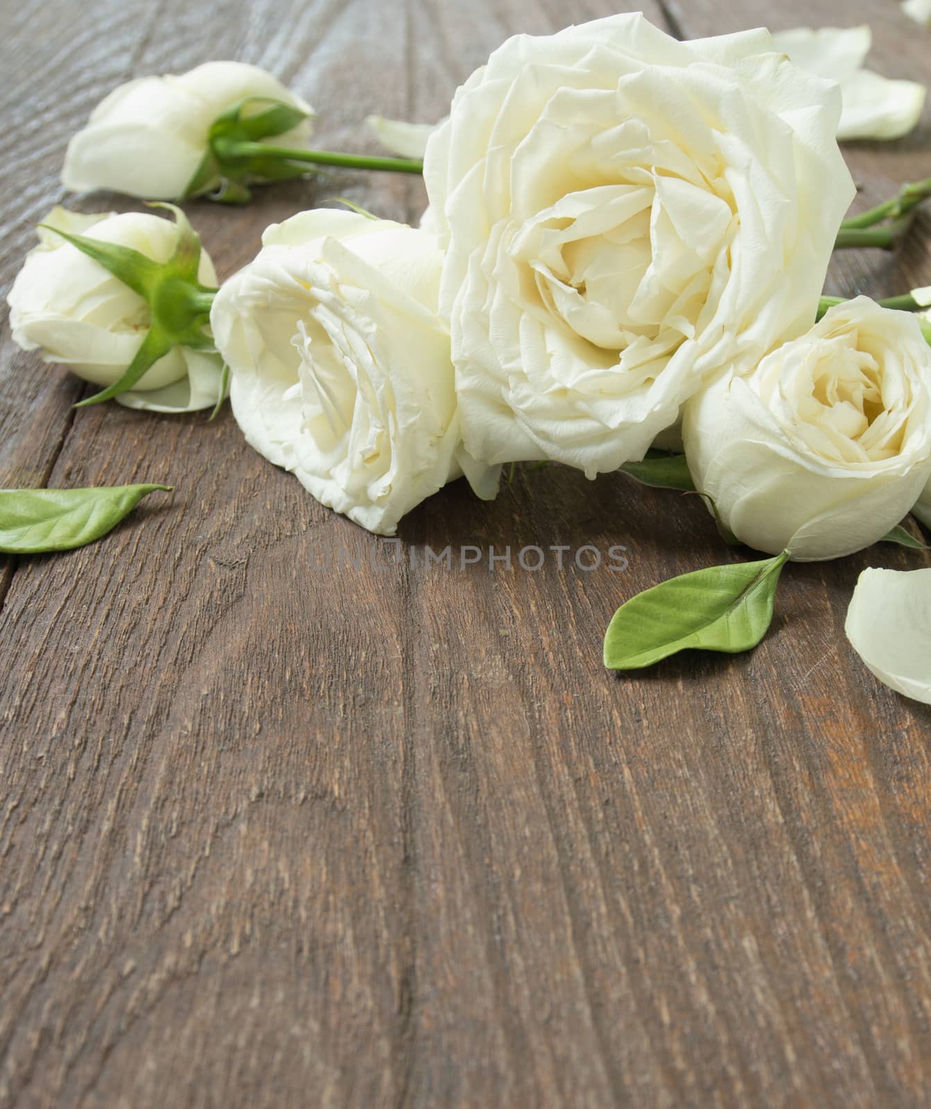 White Roses on the wooden table