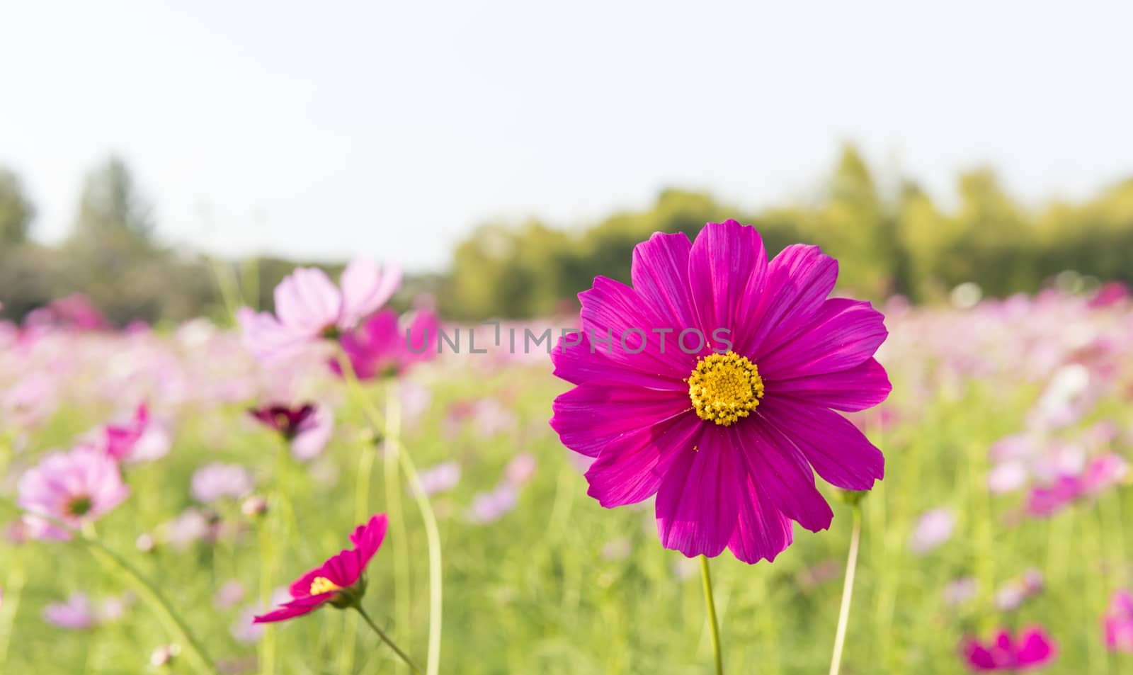 Cosmos flowers in the central park of natural light.