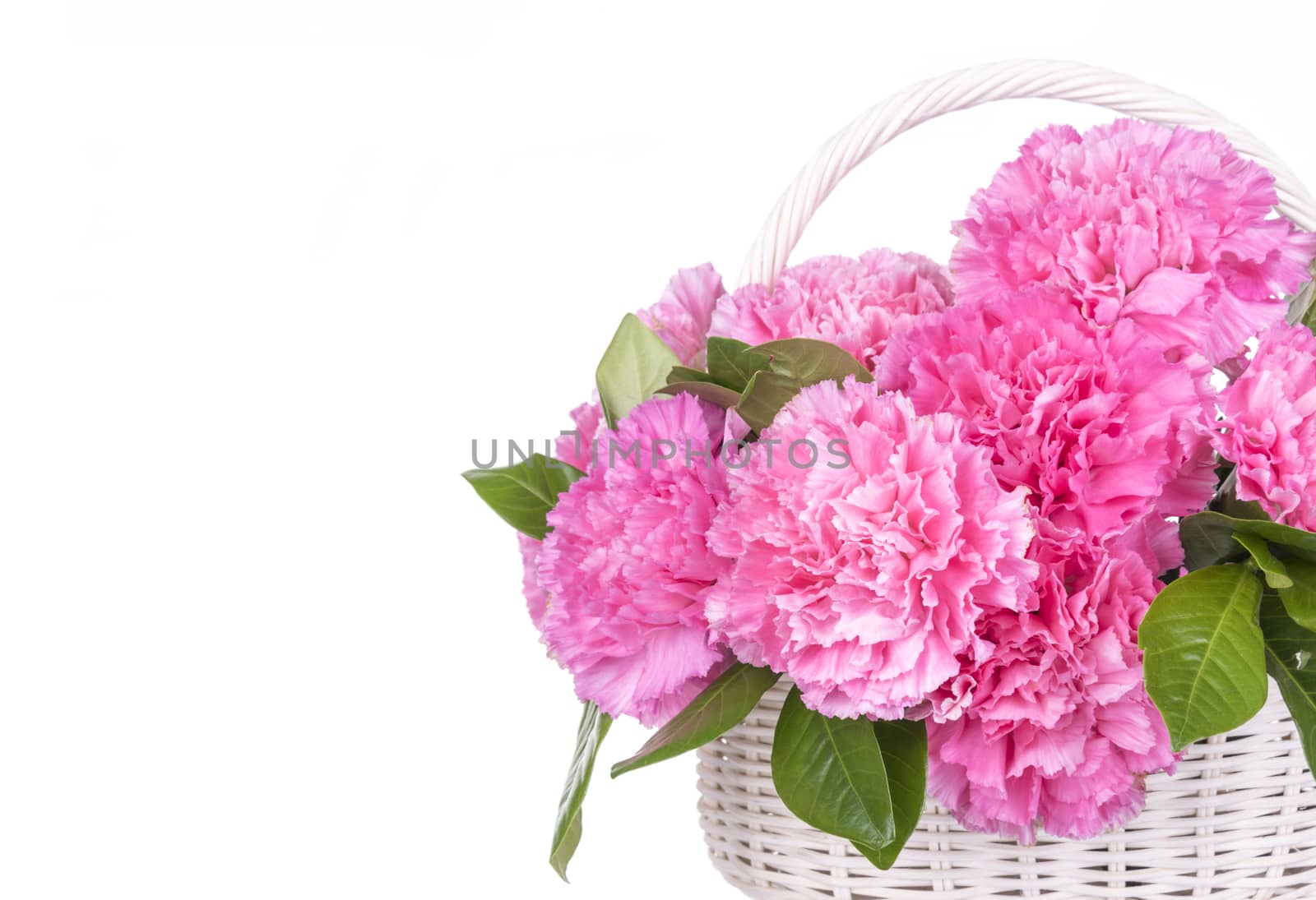 Pink carnations in a basket isolated on white background.