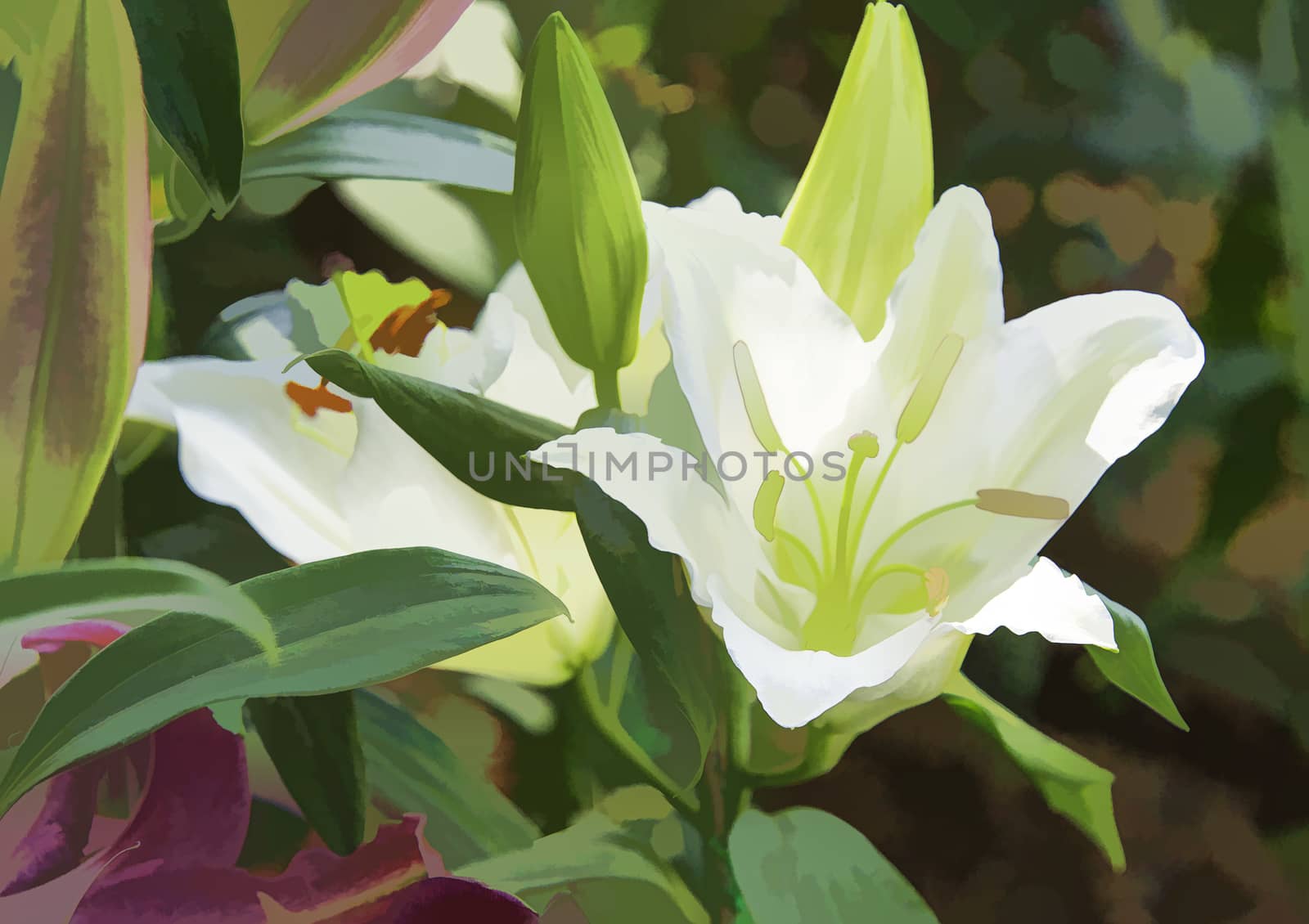 Lily white flowers in the garden, using filters.