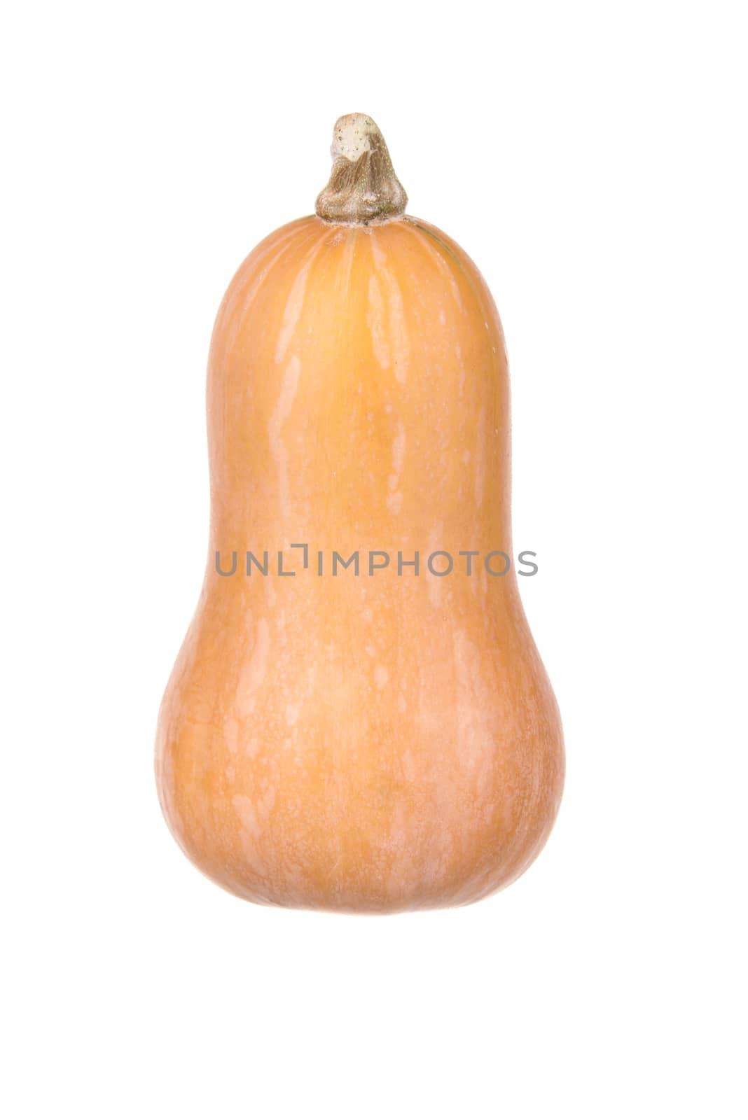 Japanese pumpkin species on white background