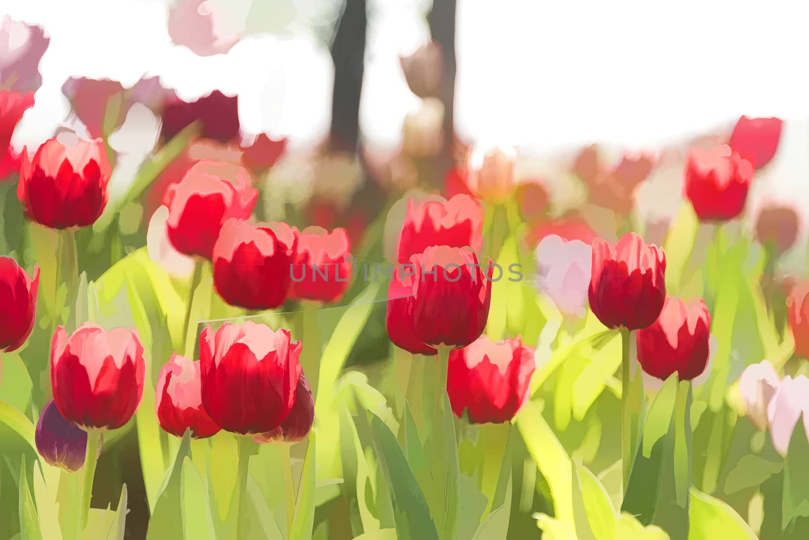 Tulip flowers in the garden, the sun shines, using filters.