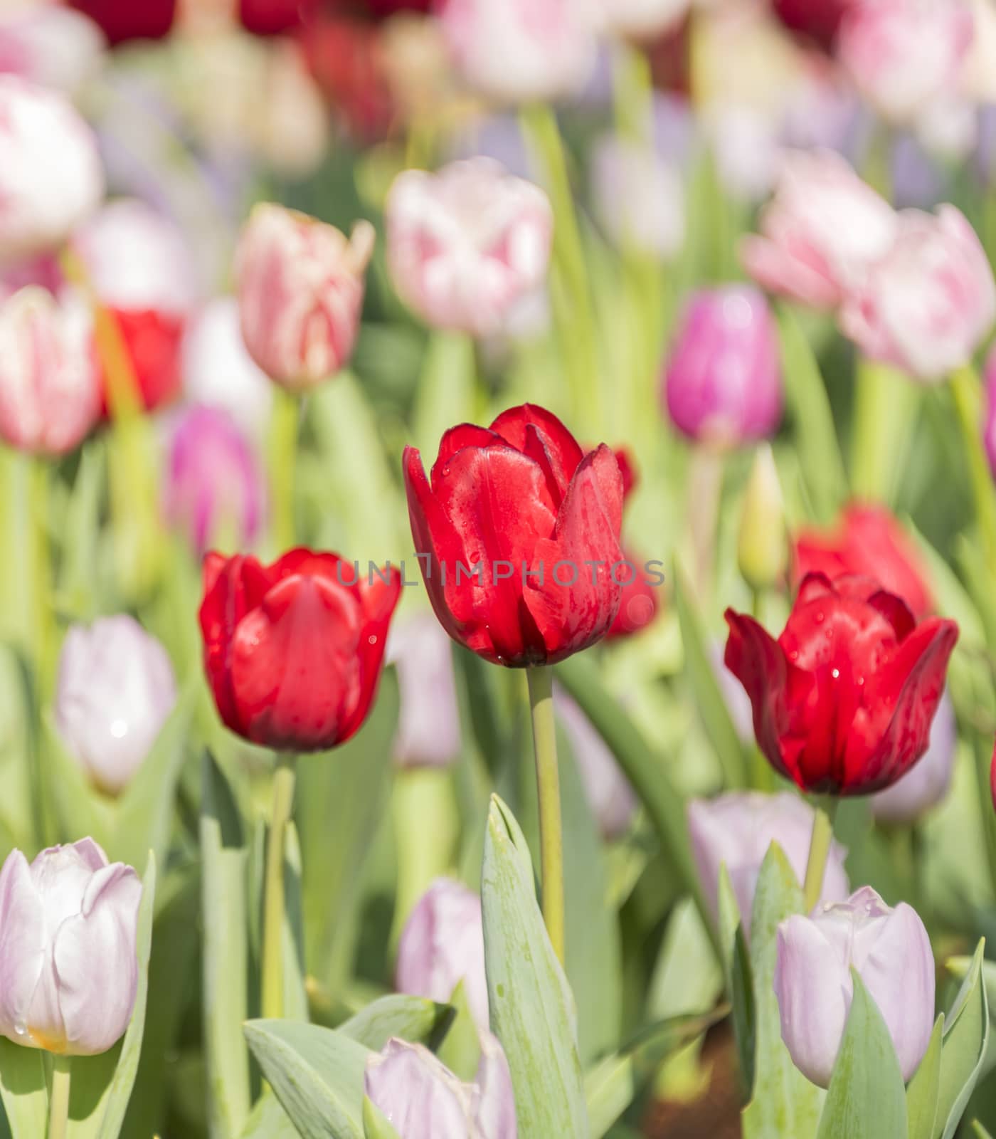 Tulip flowers in the garden, the sun shines.