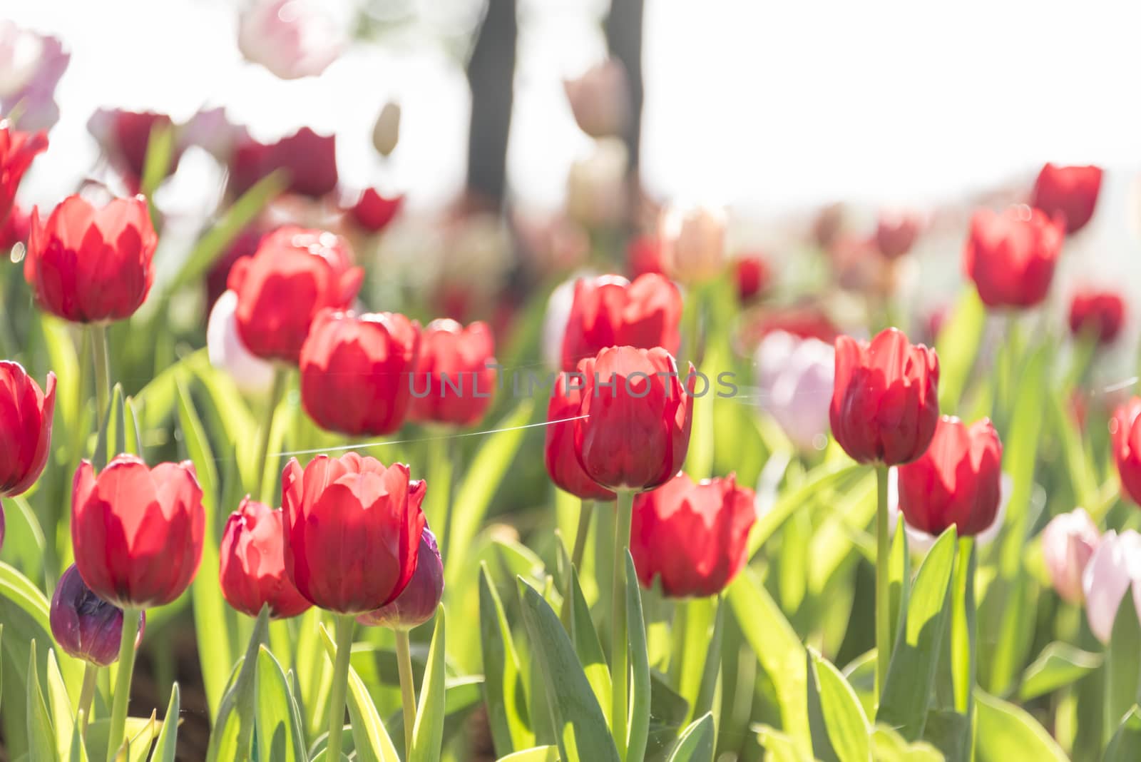 Tulip flowers in the garden, the sun shines.