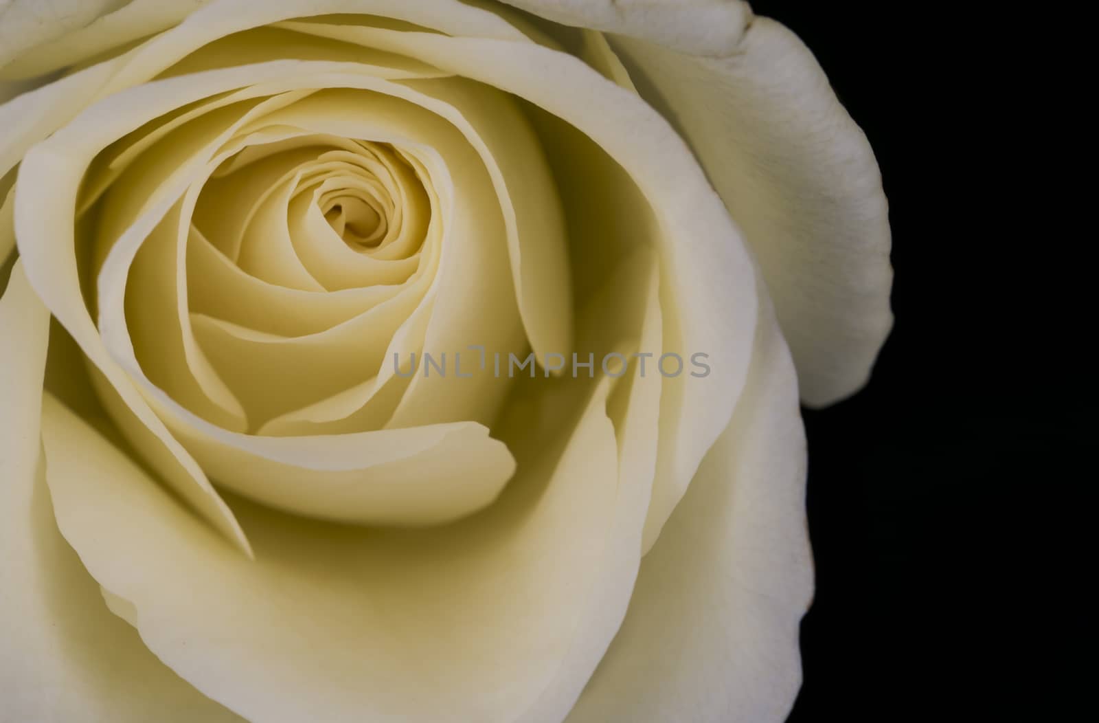 close up yellow rose isolated on black background